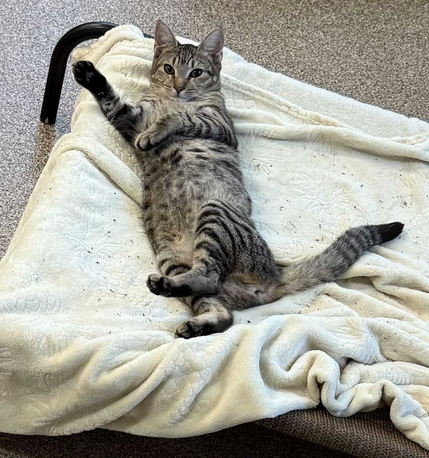 Enlarge Cricket, a Adoptable Domestic Short Hair in Sanford, FL image 2/3