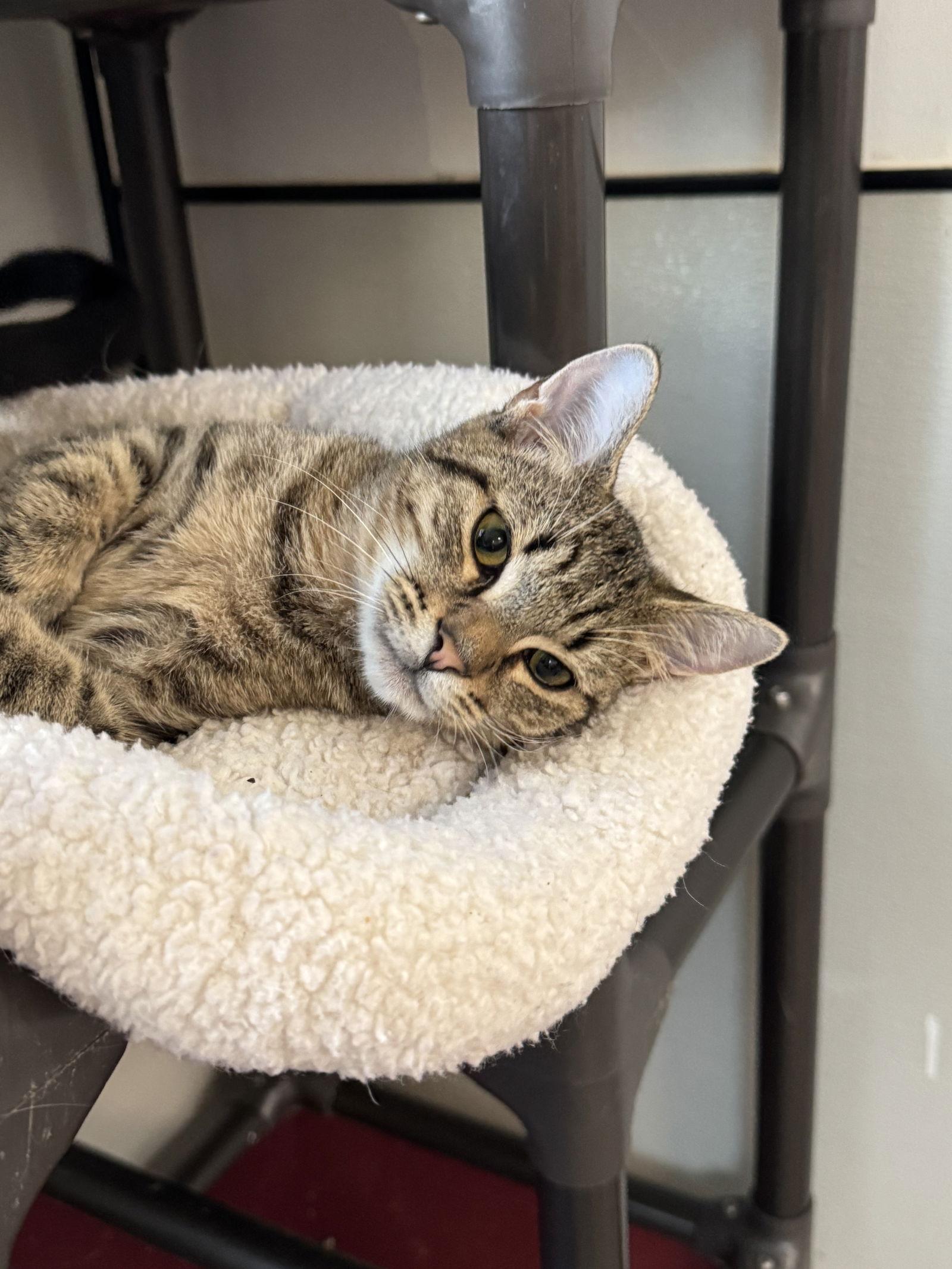 Enlarge Cricket, a Adoptable Domestic Short Hair in Sanford, FL image 3/3