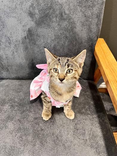 Lacie Bloom, Baby Female Tabby