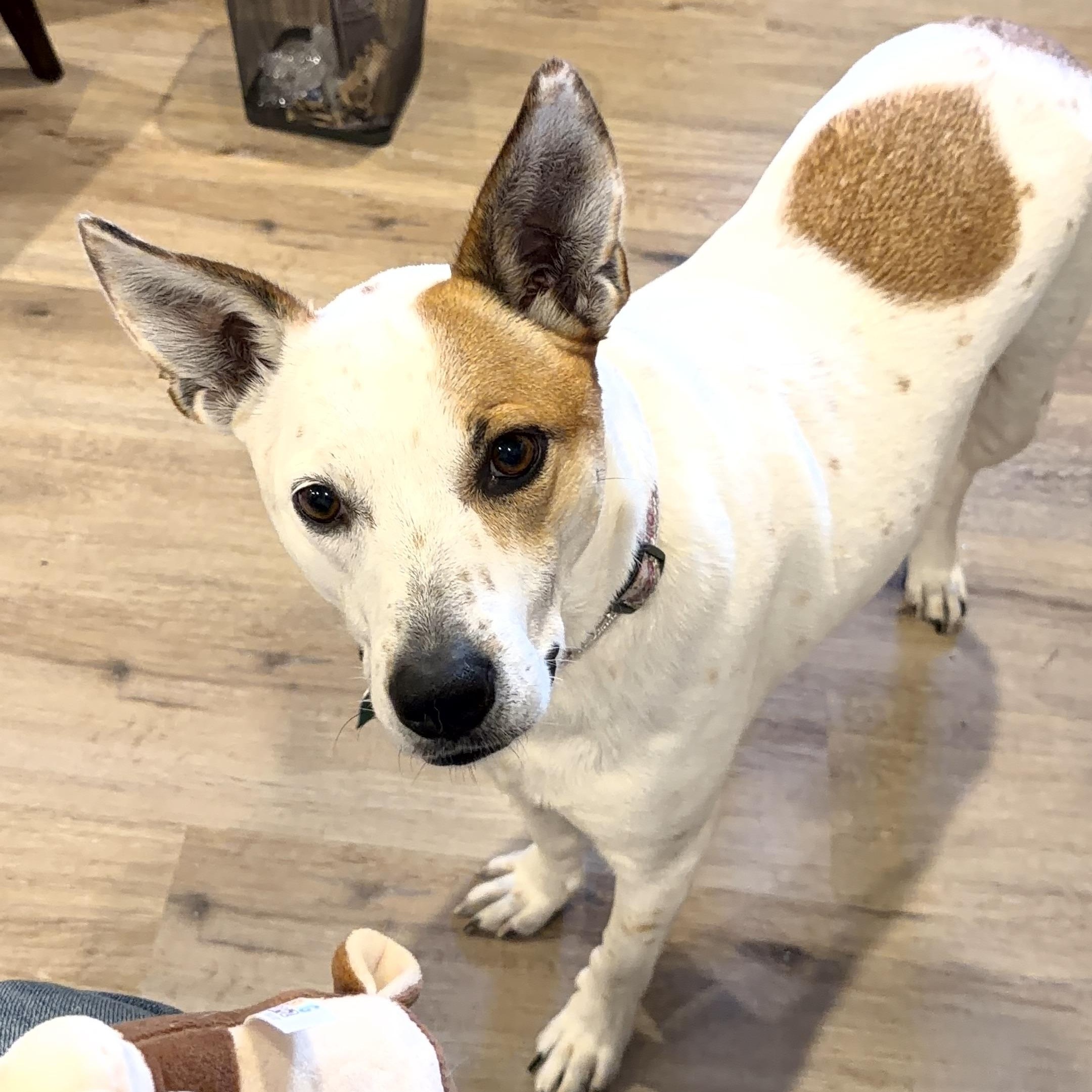 Sassy, a ADOPTABLE mixed breed in Valley Center, KS image 6/6