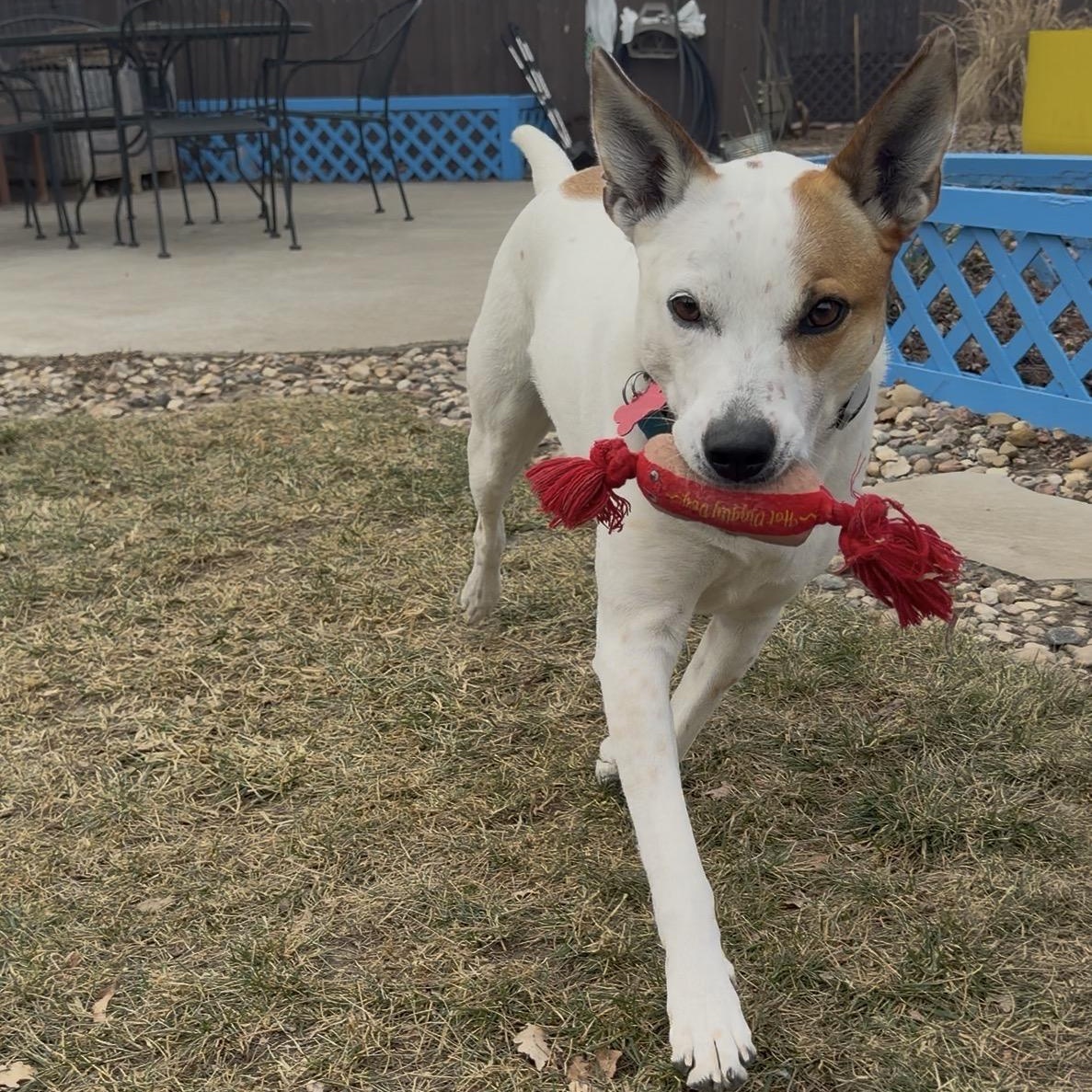 Sassy, ADOPTABLE, Adult Female Australian Cattle Dog / Blue Heeler.