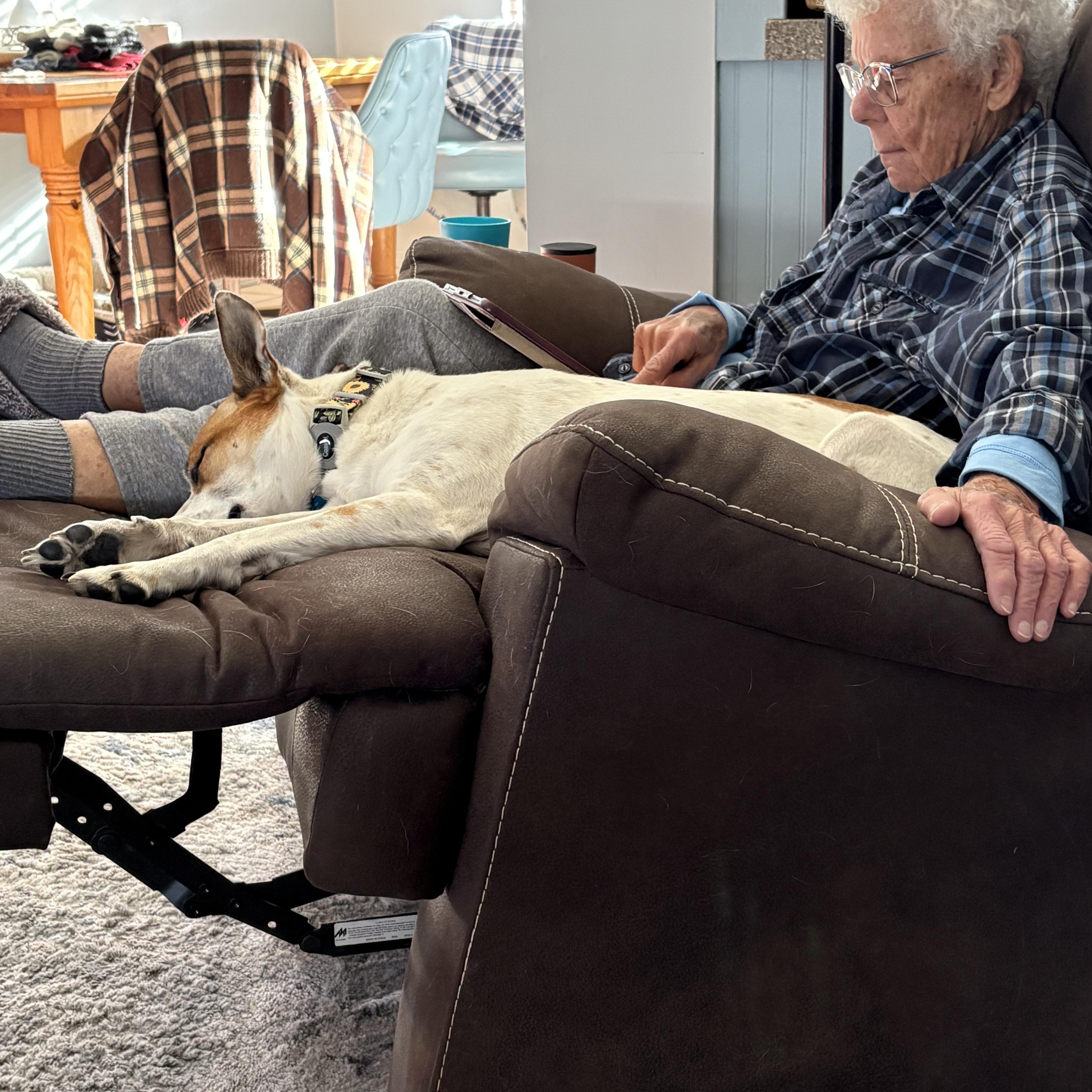 Sassy, a ADOPTABLE mixed breed in Valley Center, KS image 5/6