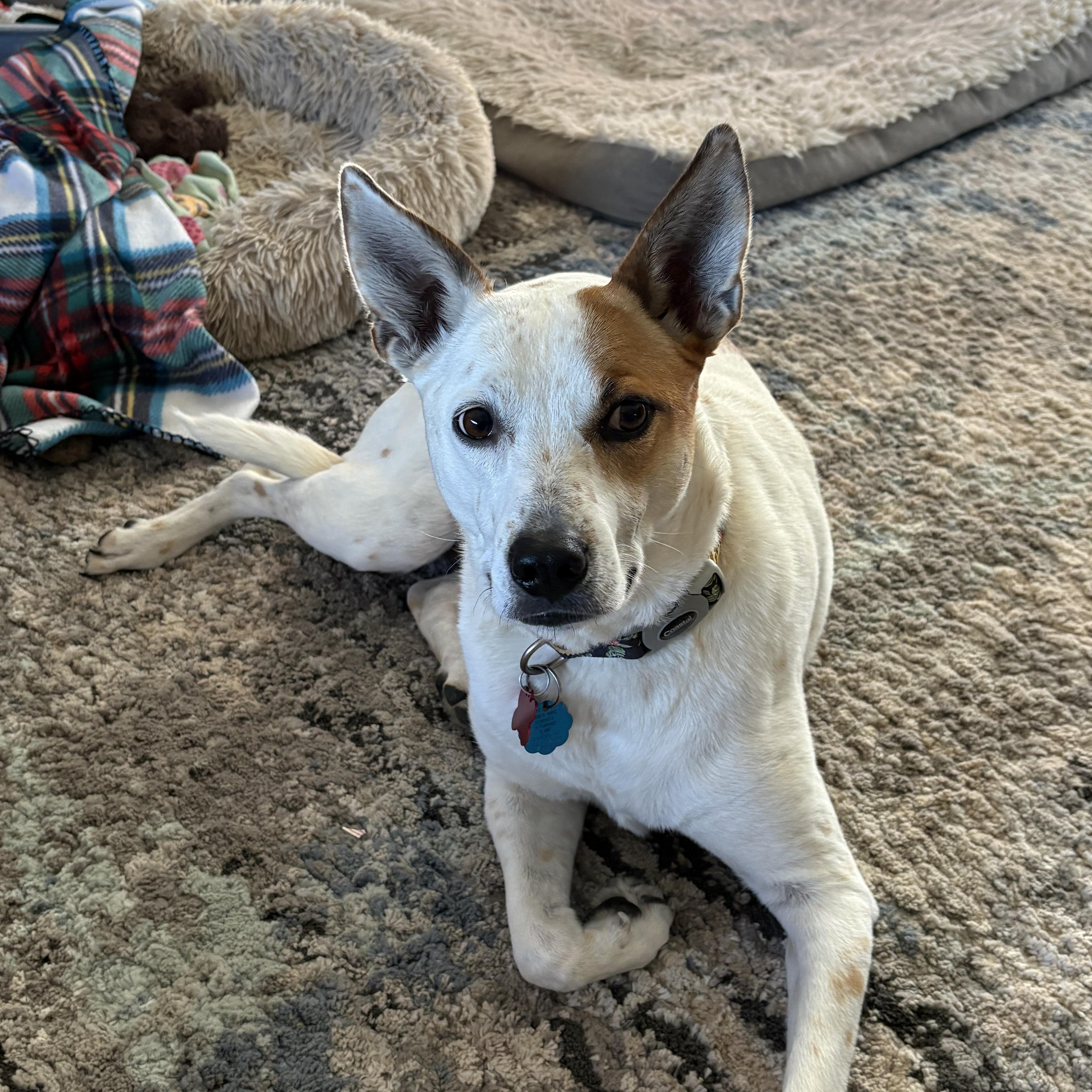 Sassy, a ADOPTABLE mixed breed in Valley Center, KS image 3/6