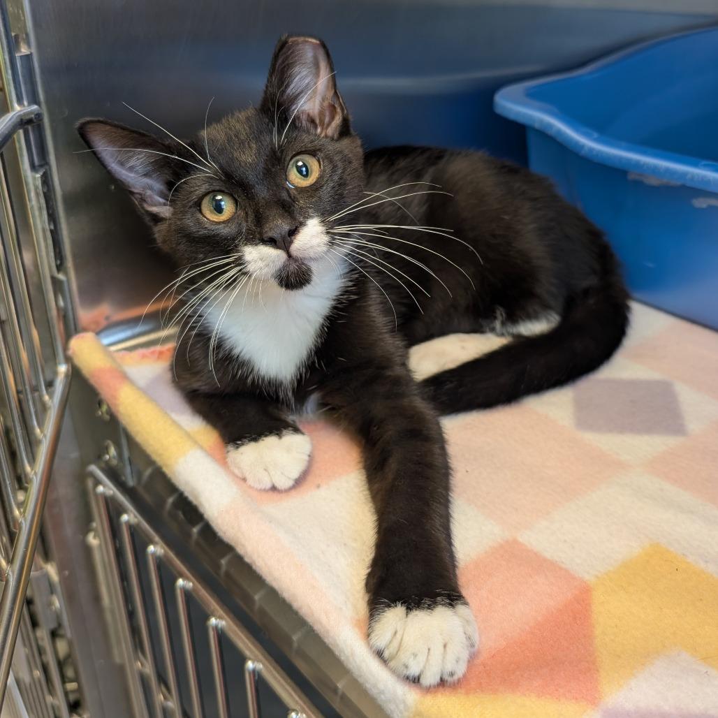 Sylvester, Adoptable, Kitten Male Domestic Short Hair.