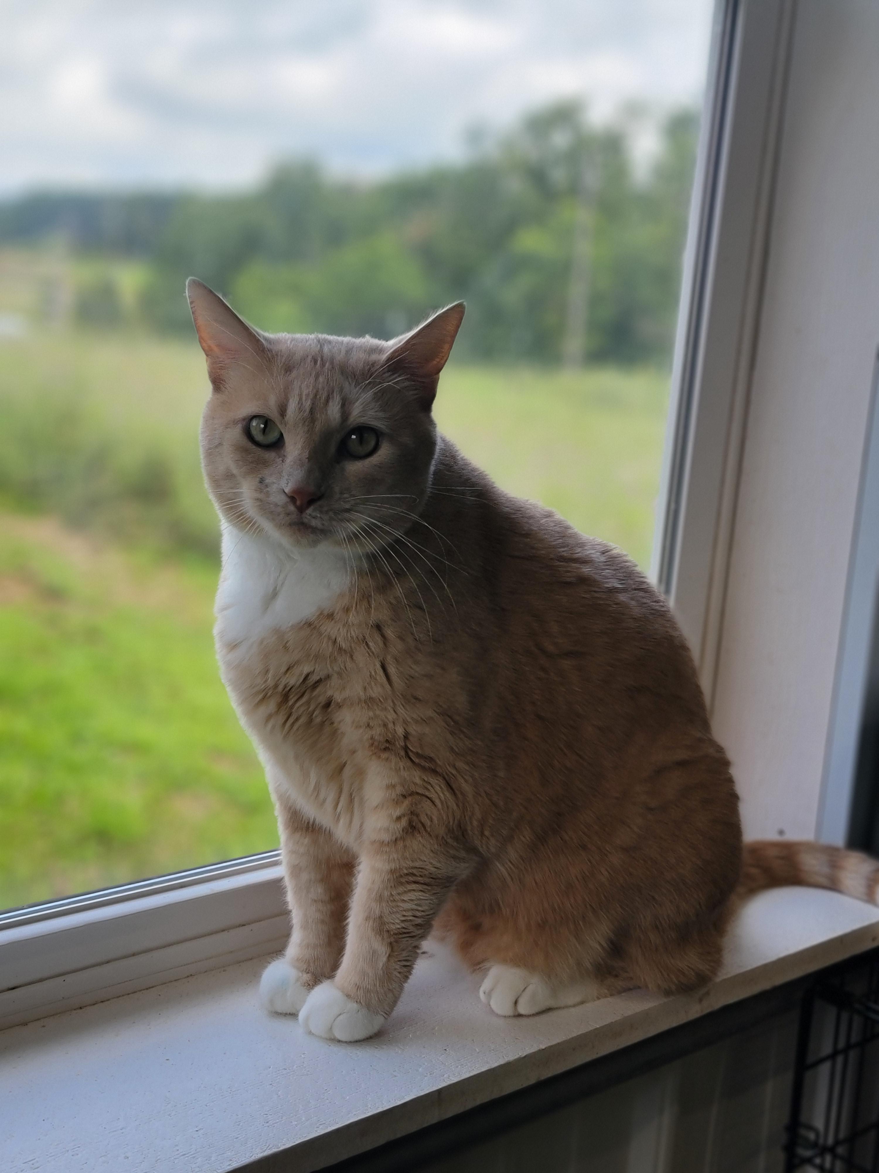Doyle, an adoptable Domestic Short Hair in Fertile, MN, 56540 | Photo Image 1