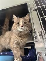 Enlarge Cavatappi, an adopted Domestic Long Hair in Manitowoc, WI image 1/1