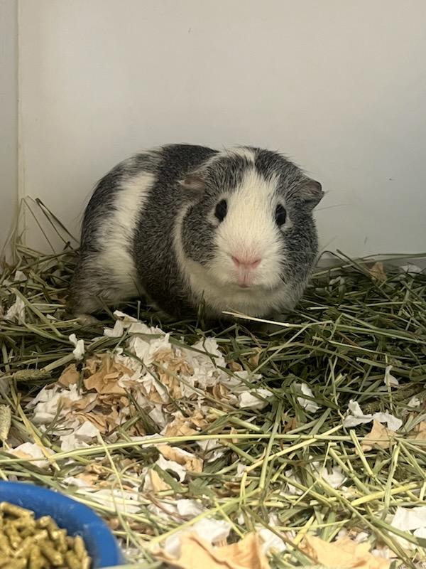 Grok (ID 52133), Adoptable, Young Male Guinea Pig.