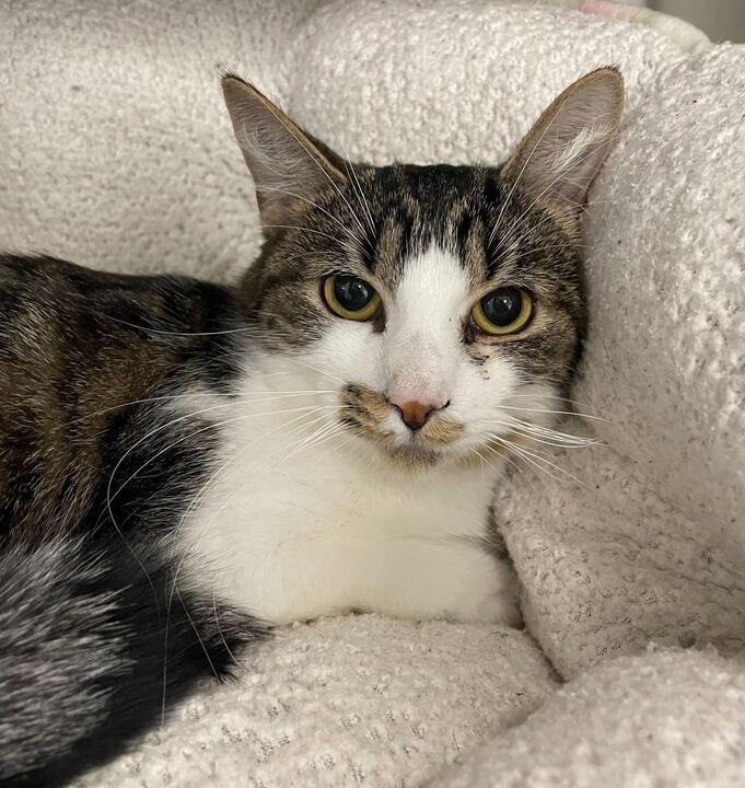 Pepper, ADOPTABLE, Young Female Domestic Short Hair.