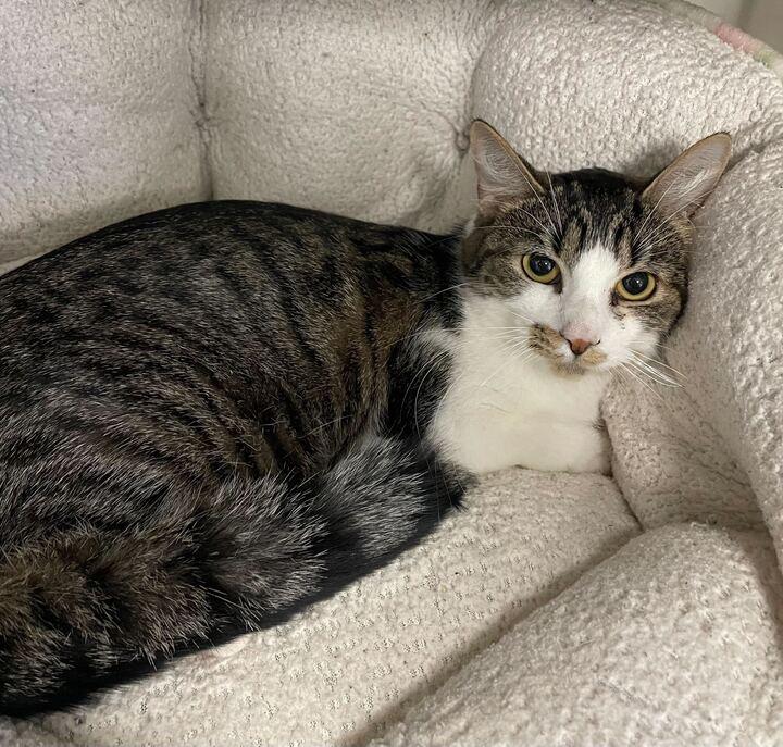 Pepper, a ADOPTABLE Domestic Short Hair in Jackson, MI image 3/3