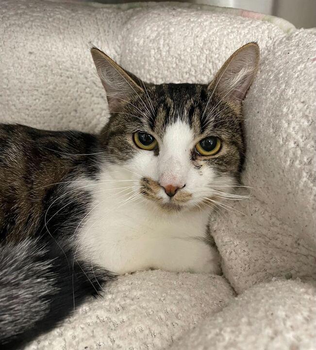 Pepper, a ADOPTABLE Domestic Short Hair in Jackson, MI image 2/3