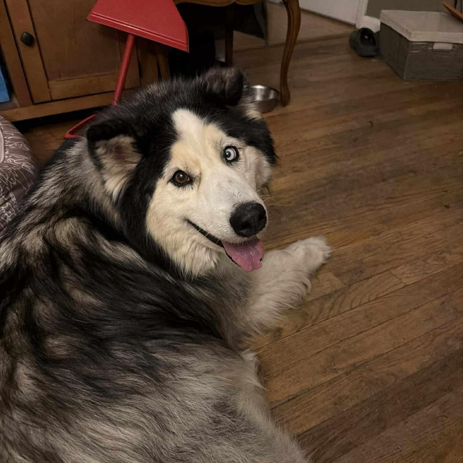Ace 2, Adoptable, Adult Male Alaskan Malamute.
