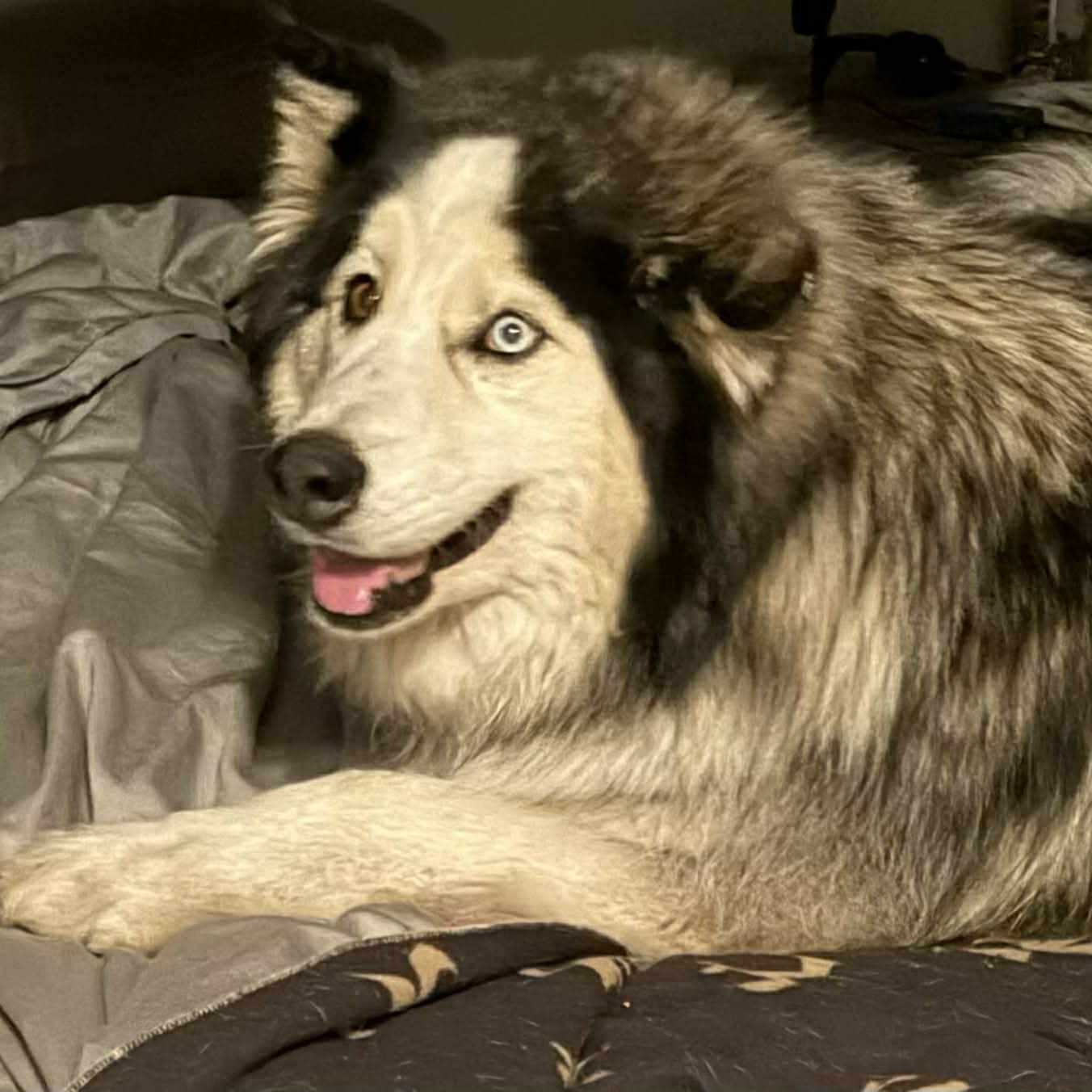 Ace 2, a Adoptable Alaskan Malamute in Geneseo , IL image 2/2