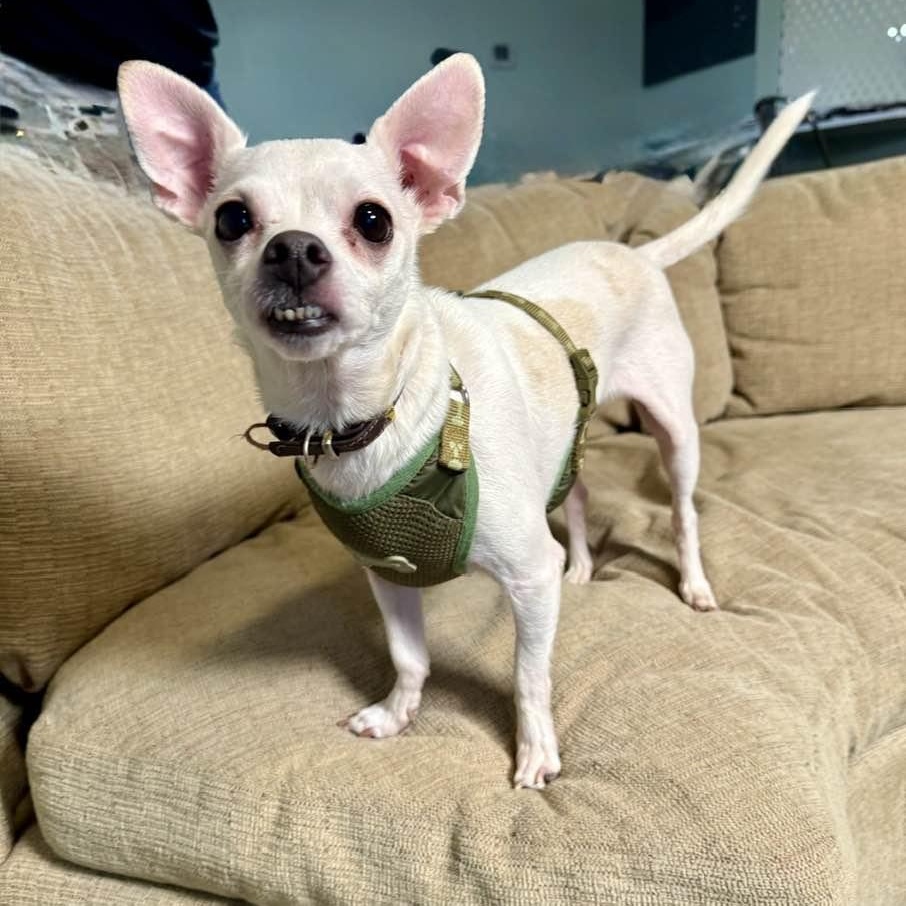 Enlarge Finley and Ferris, a ADOPTABLE Chihuahua in Washington, PA image 3/6