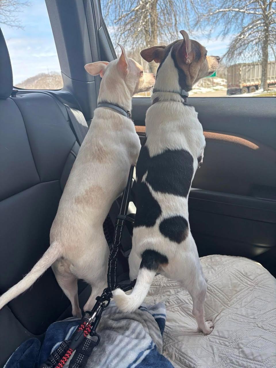 Enlarge Finley and Ferris, a ADOPTABLE Chihuahua in Washington, PA image 4/6