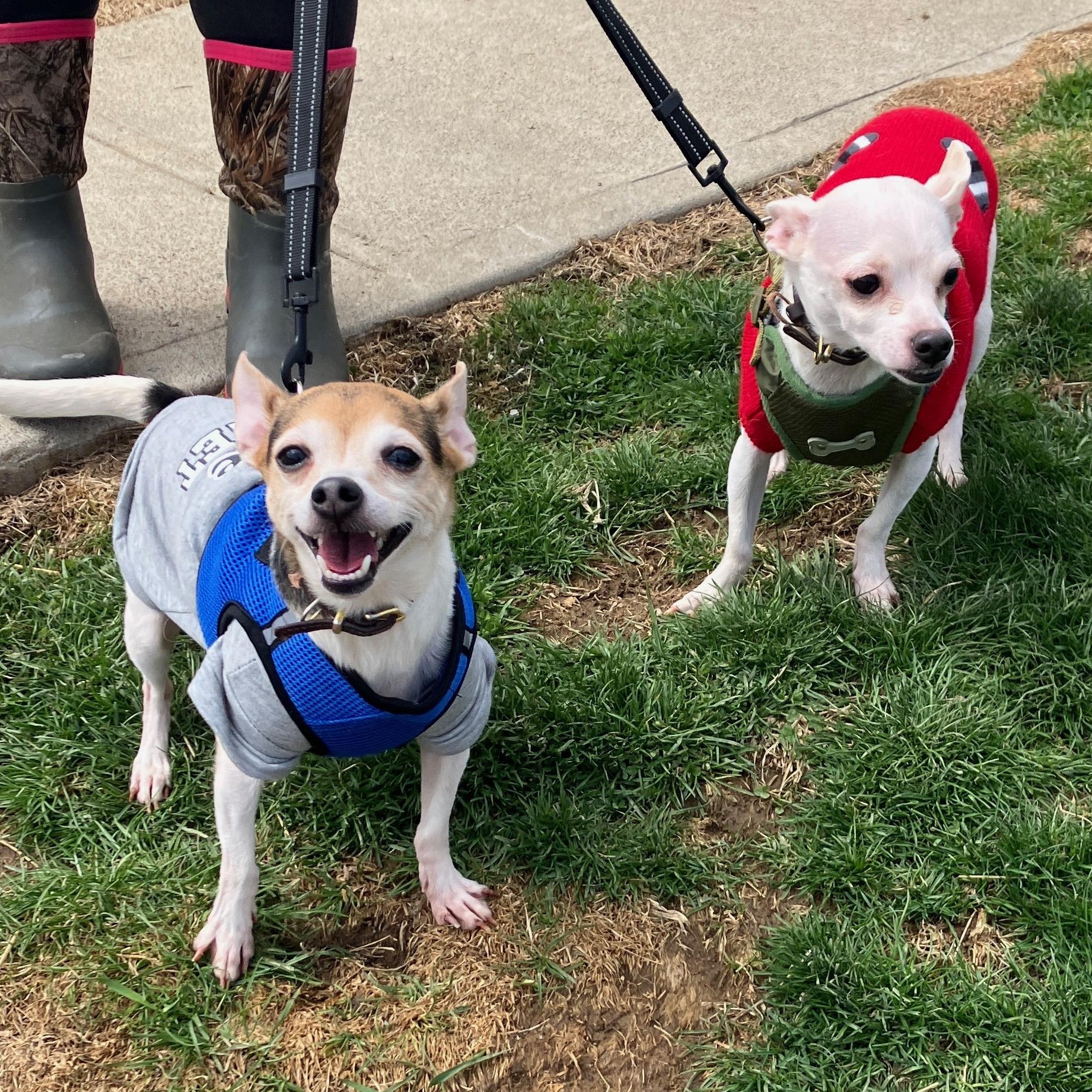 Enlarge Finley and Ferris, a ADOPTABLE Chihuahua in Washington, PA image 2/6