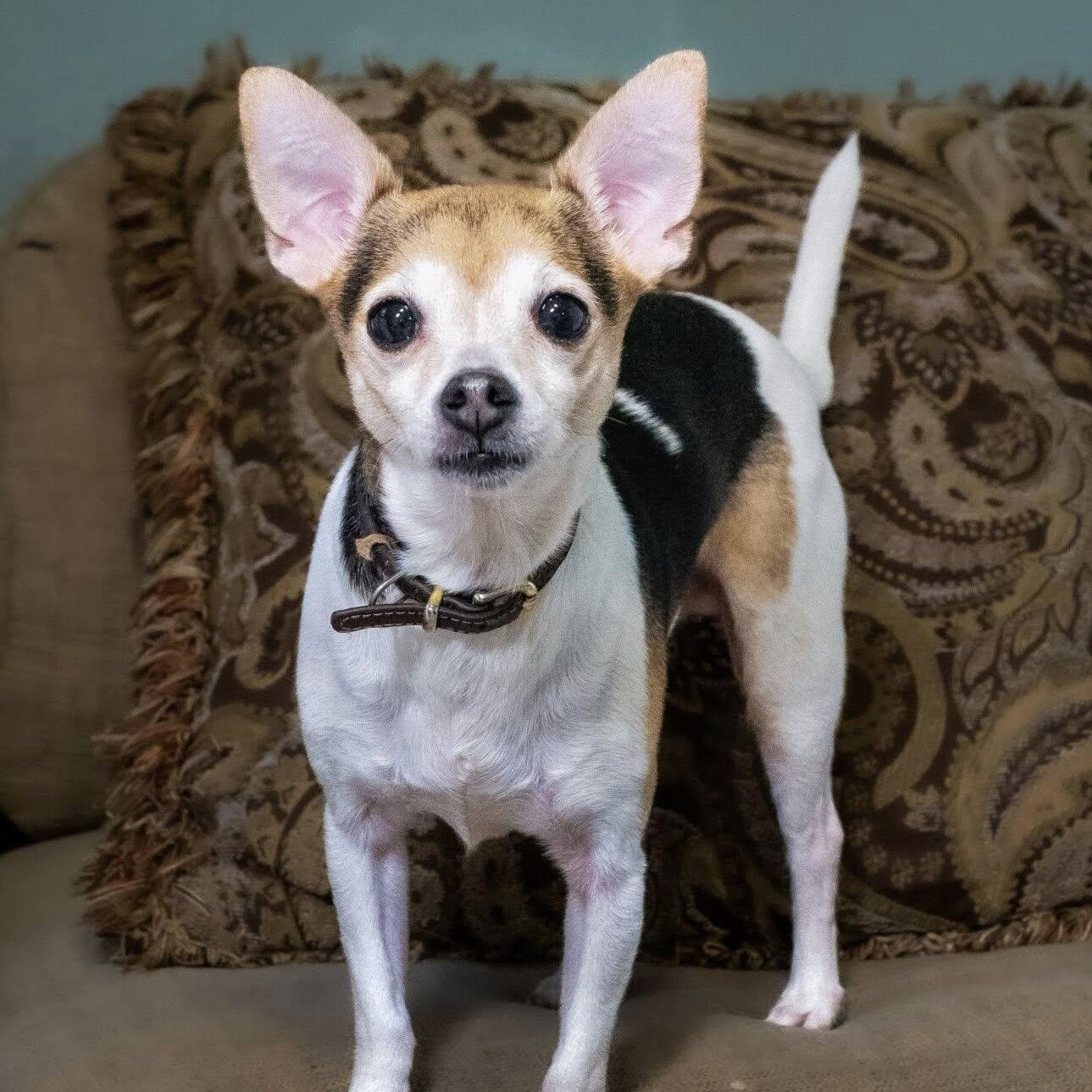 Enlarge Finley and Ferris, a ADOPTABLE Chihuahua in Washington, PA image 6/6