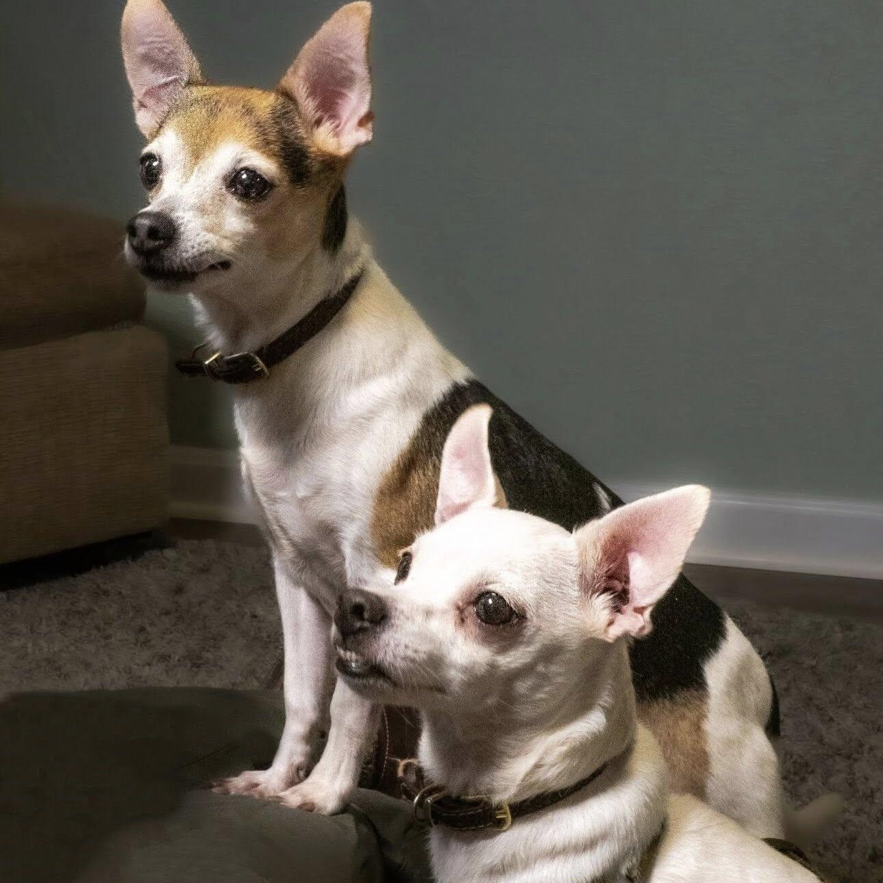 Enlarge Finley and Ferris, a ADOPTABLE Chihuahua in Washington, PA image 1/6