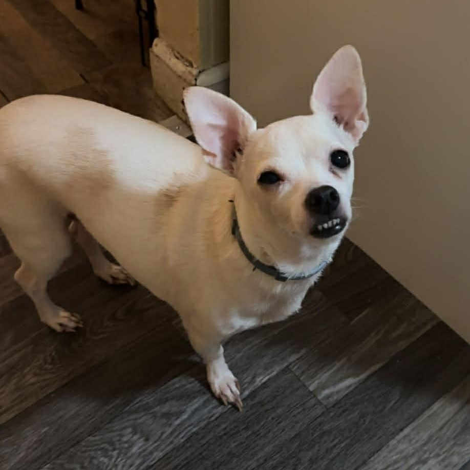 Enlarge Finley and Ferris, a ADOPTABLE Chihuahua in Washington, PA image 5/6