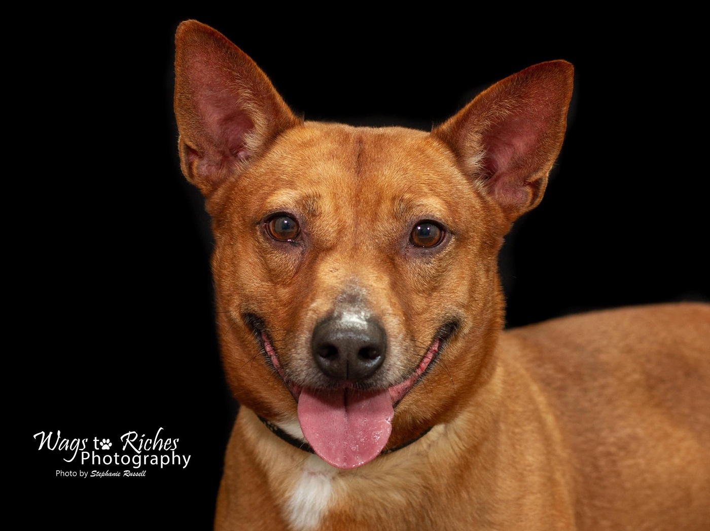Enlarge Harvey, a Adoptable mixed breed in Anniston, AL image 8/10