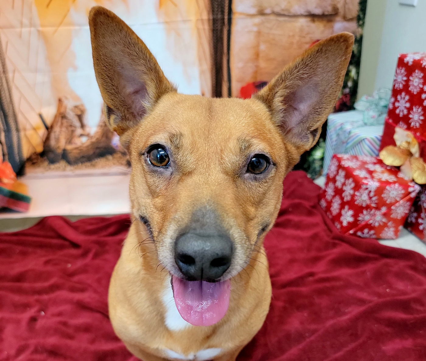 Harvey, a Adoptable mixed breed in Anniston, AL image 1/10