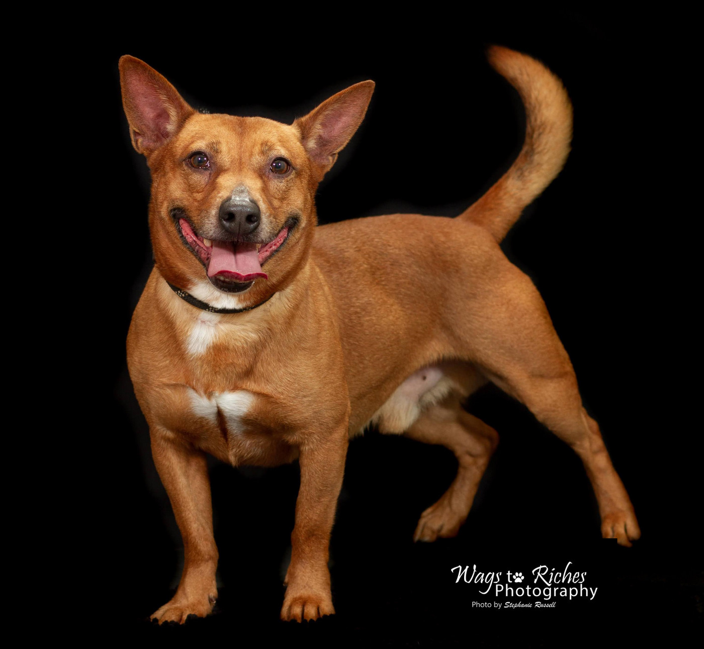 Enlarge Harvey, a Adoptable mixed breed in Anniston, AL image 9/10