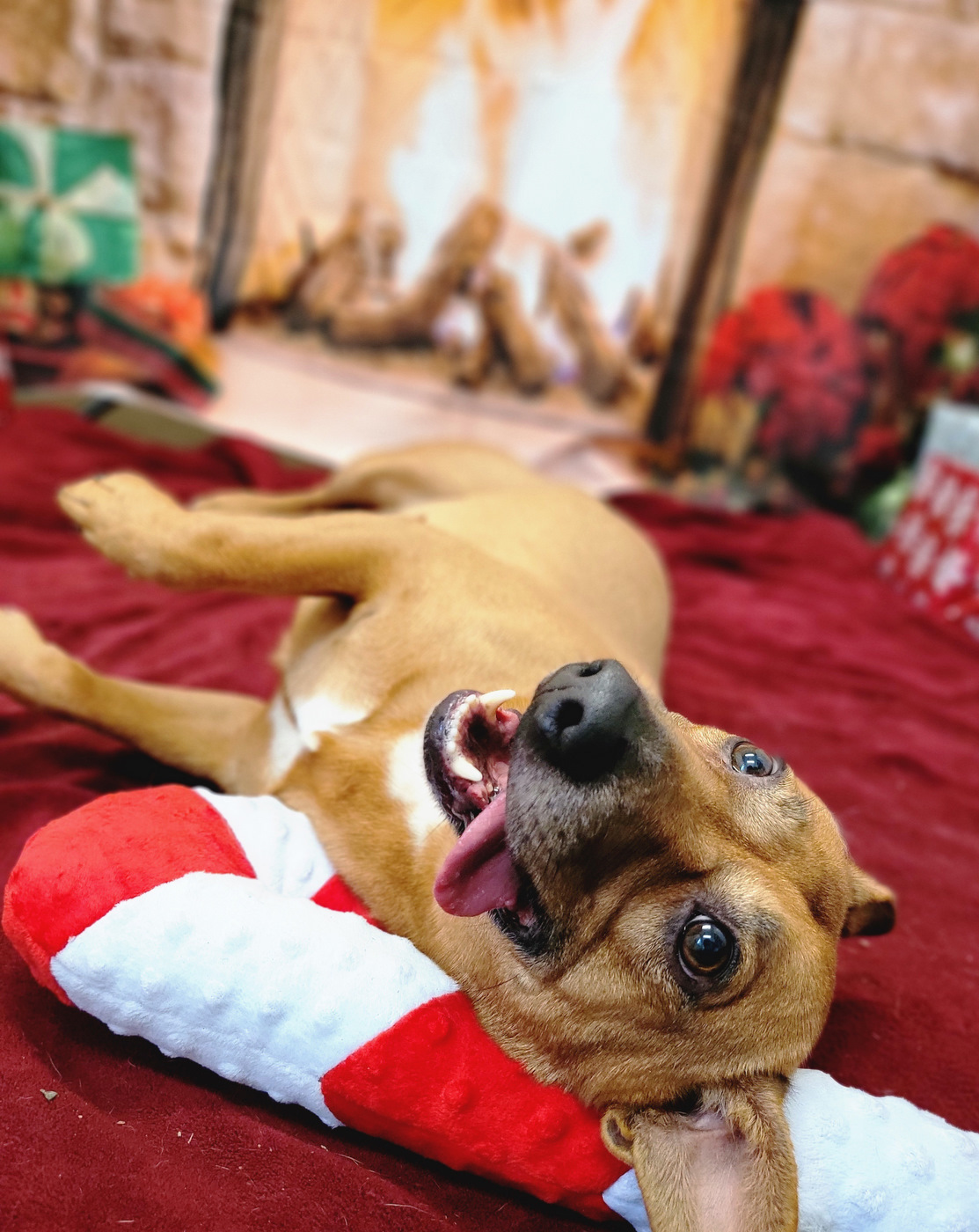 Enlarge Harvey, a Adoptable mixed breed in Anniston, AL image 10/10