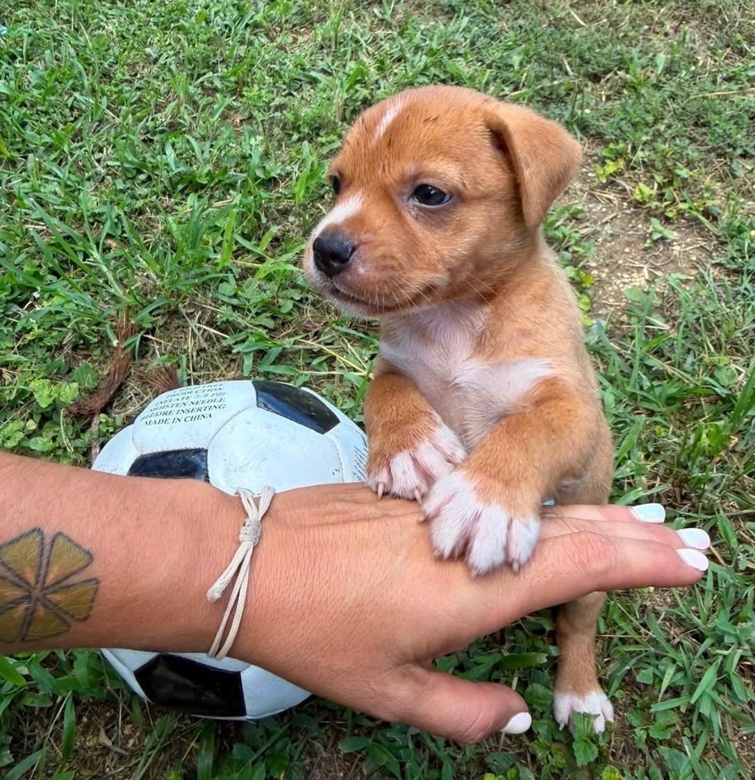 Enlarge Nixon - The Little Snuggler, a Adoptable mixed breed in Orlando, FL image 4/5