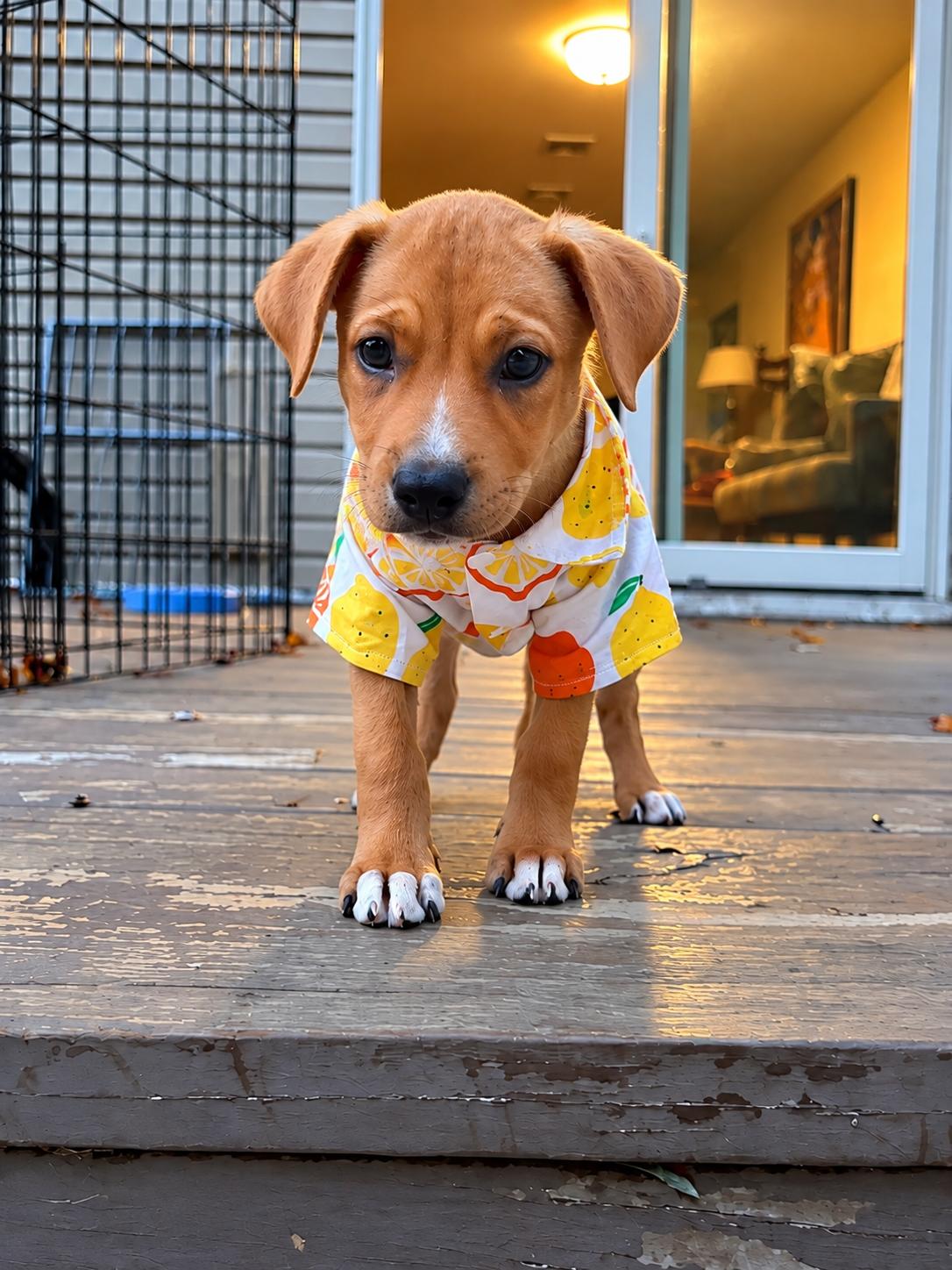 Enlarge Nixon - The Little Snuggler, a Adoptable mixed breed in Orlando, FL image 2/5