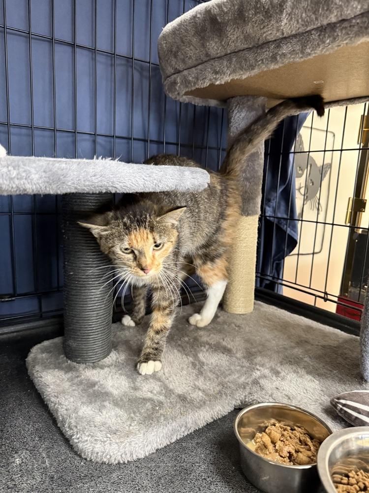 Graffiti, Adoptable, Kitten Female Calico & Tabby.