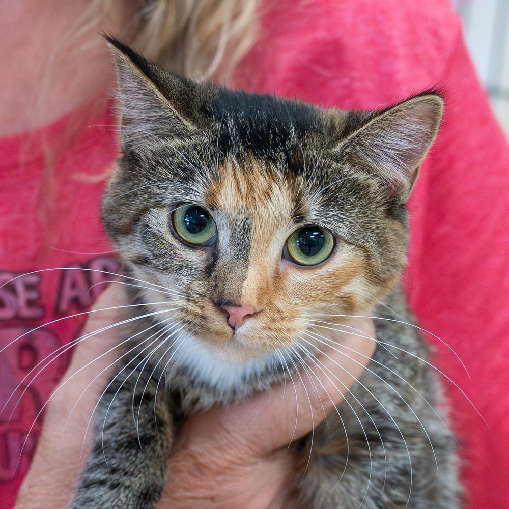 Graffiti, a Adoptable mixed breed in Mundelein, IL image 2/6