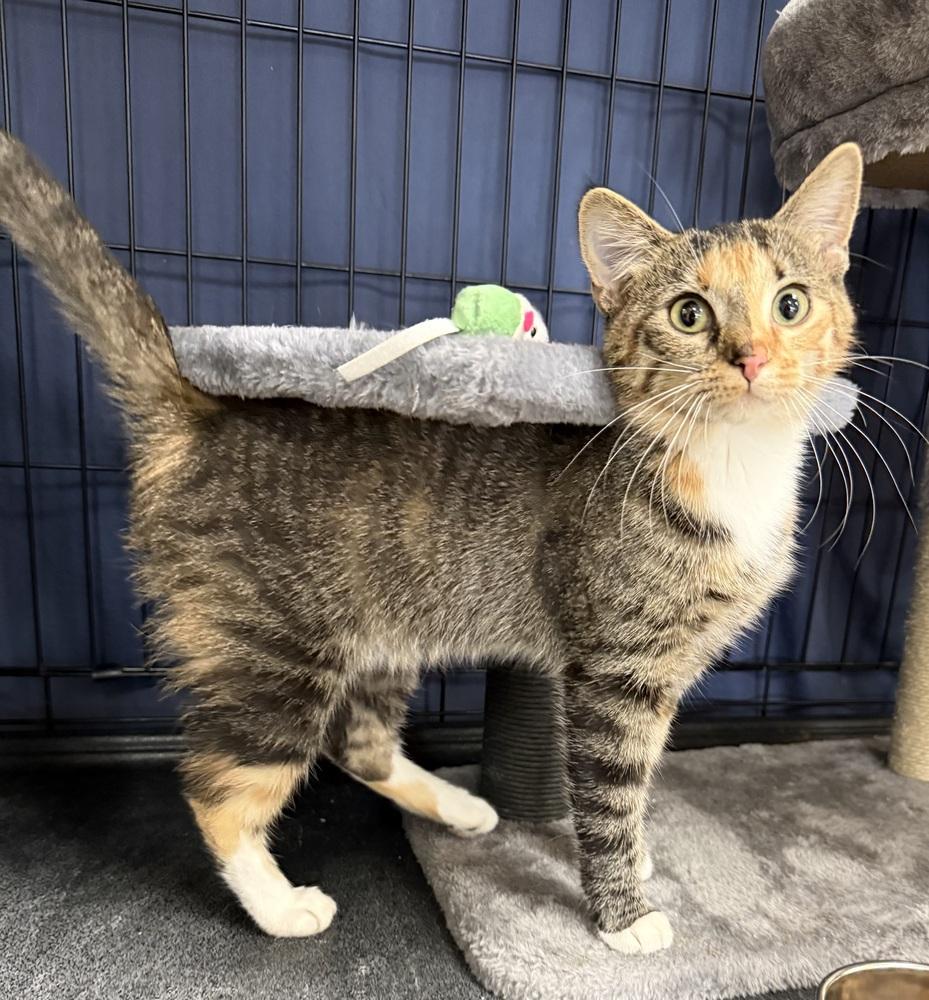 Enlarge Graffiti, a Adoptable mixed breed in Mundelein, IL image 2/6