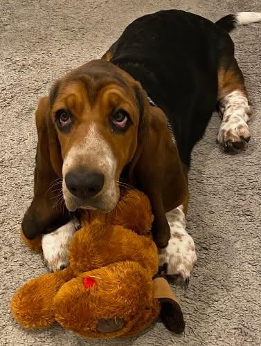 Enlarge Ruthie, an adopted Basset Hound in Amelia, OH image 2/4
