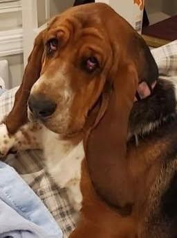 Ruthie, adopted, Adult Female Basset Hound.