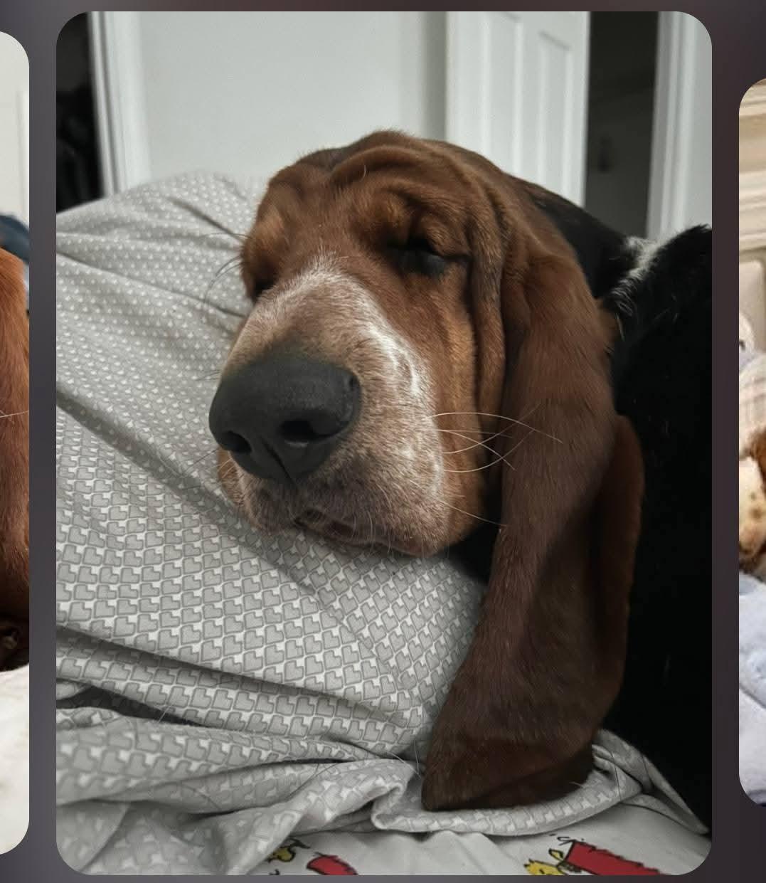 Enlarge Ruthie, an adopted Basset Hound in Amelia, OH image 3/4