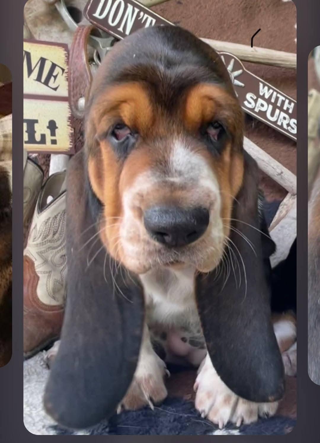 Enlarge Ruthie, an adopted Basset Hound in Amelia, OH image 4/4