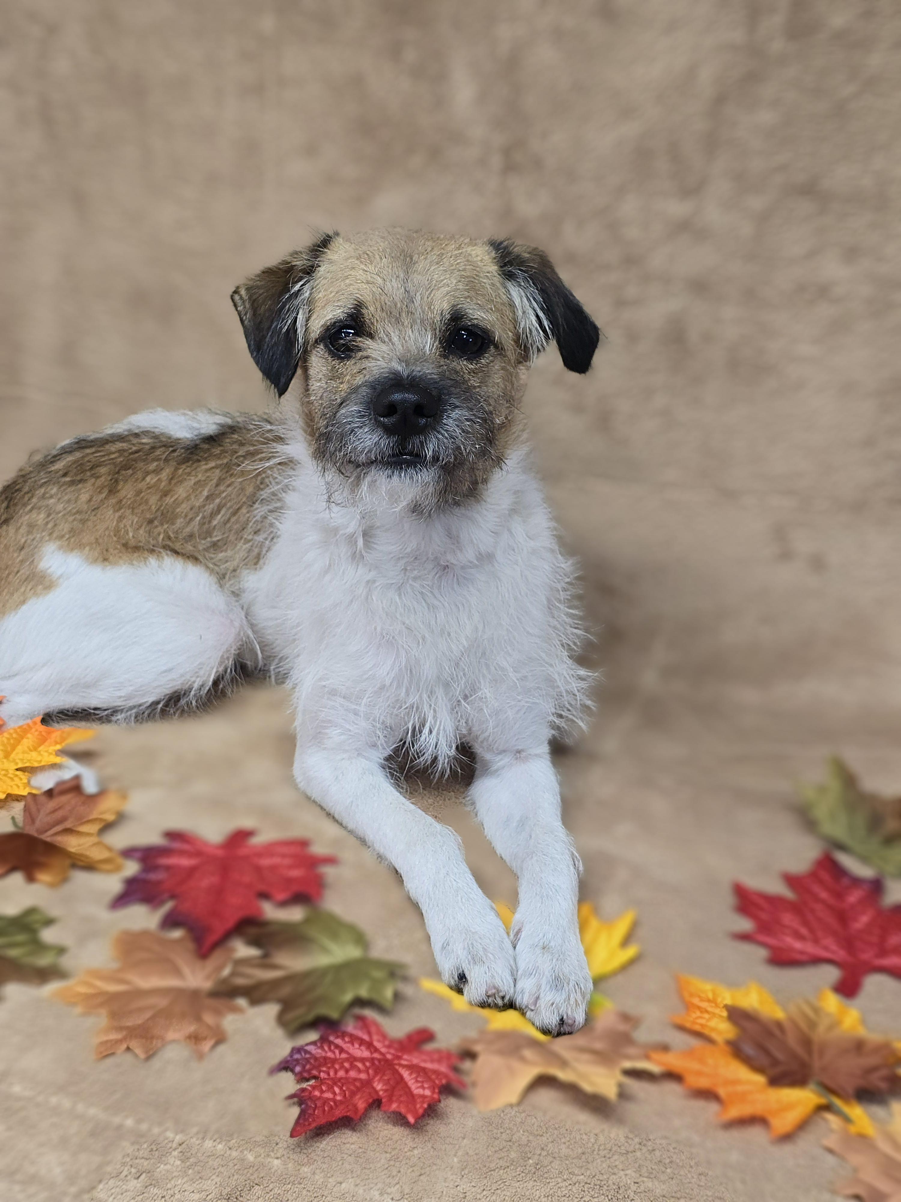 Enlarge Hendrix, a Adoptable mixed breed in San Pedro, CA image 1/5