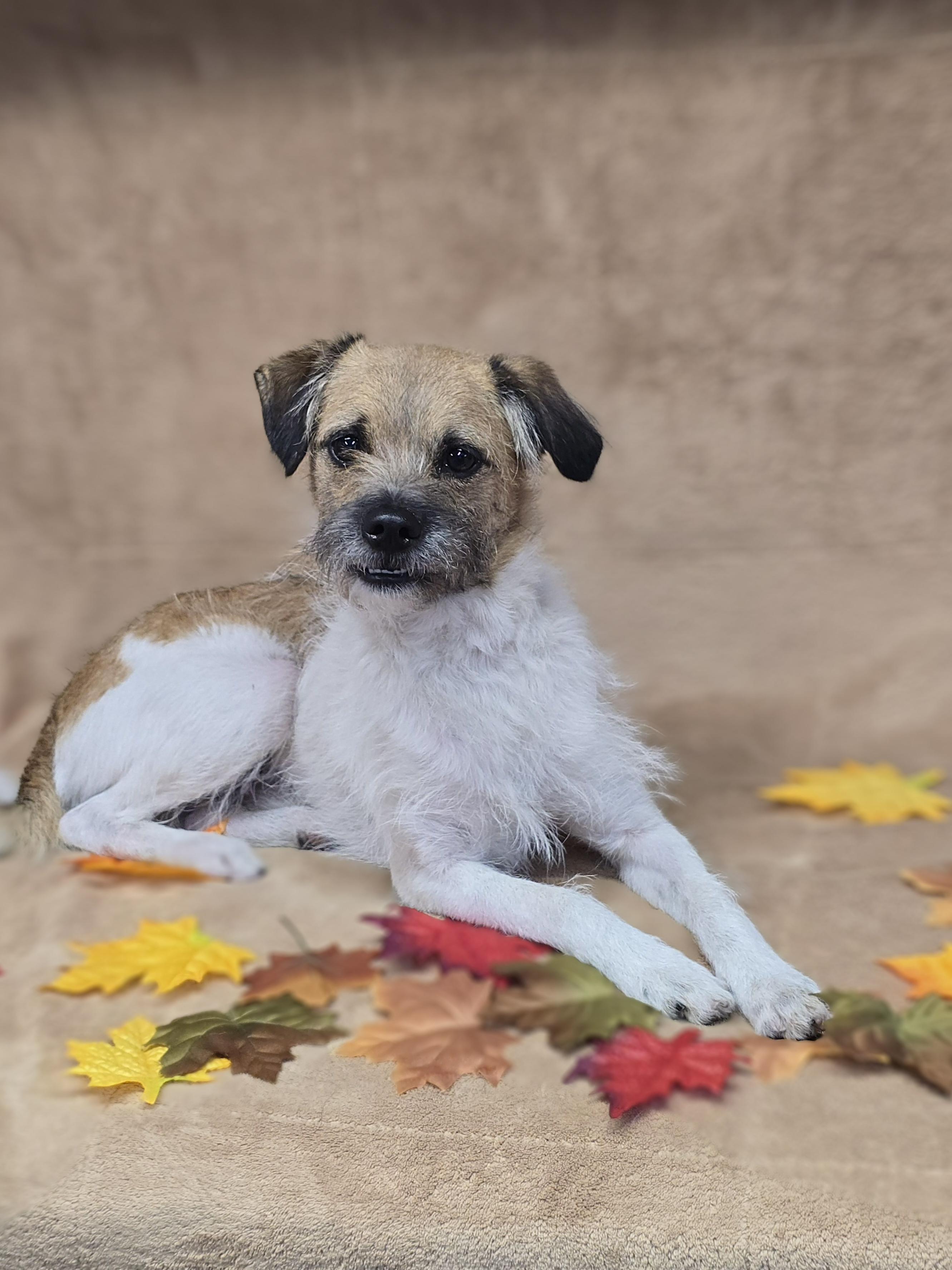 Enlarge Hendrix, a Adoptable mixed breed in San Pedro, CA image 3/5
