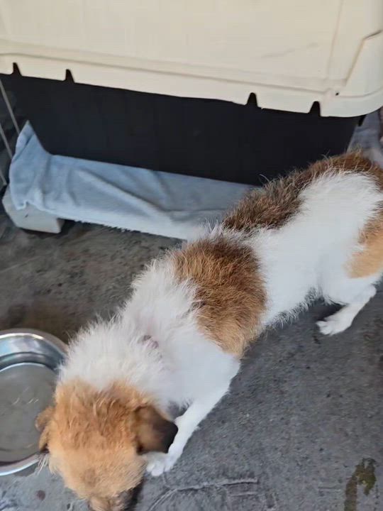 Enlarge Hendrix, a Adoptable mixed breed in San Pedro, CA video 4/5