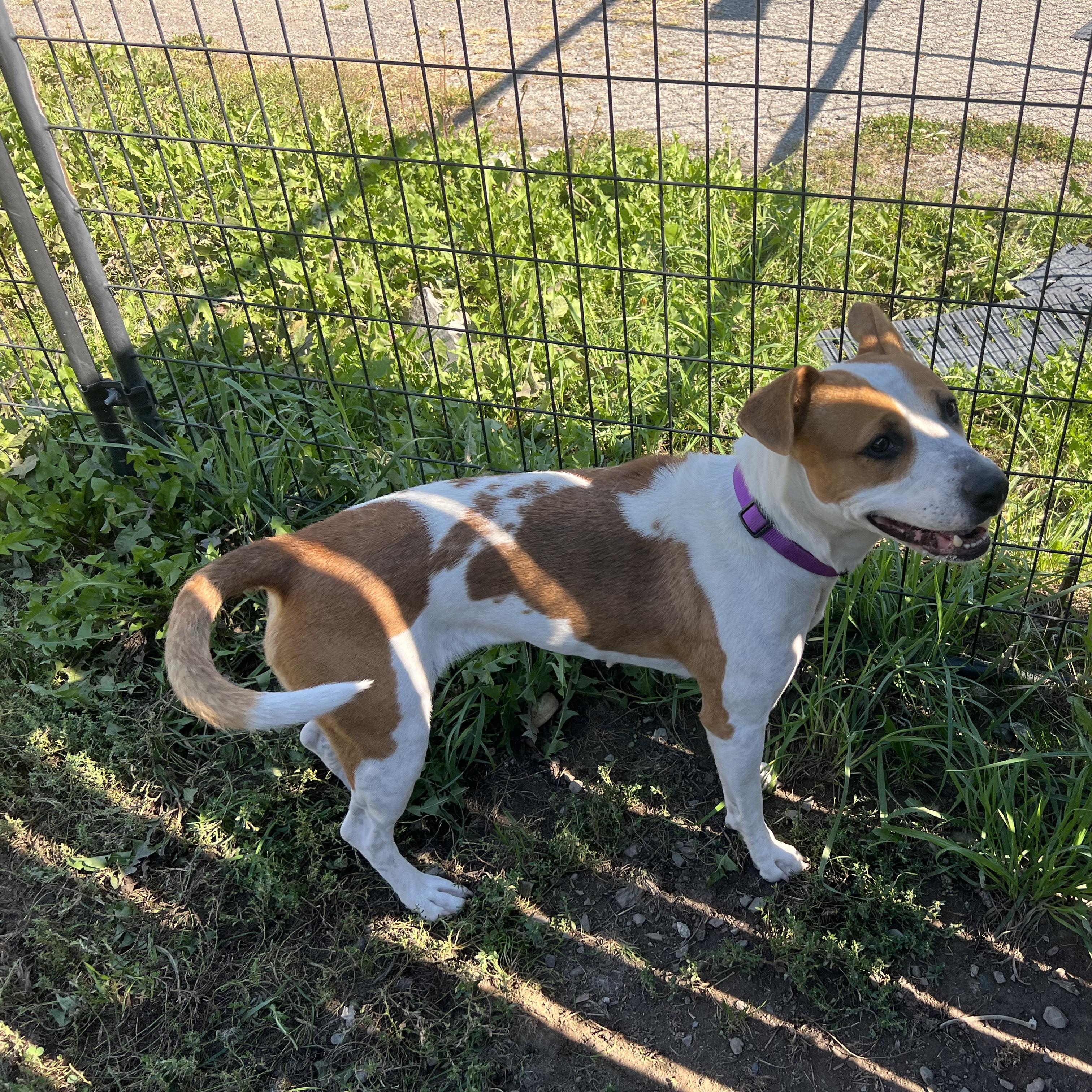 Ivy, a Adoptable mixed breed in Bonners Ferry, ID image 2/5