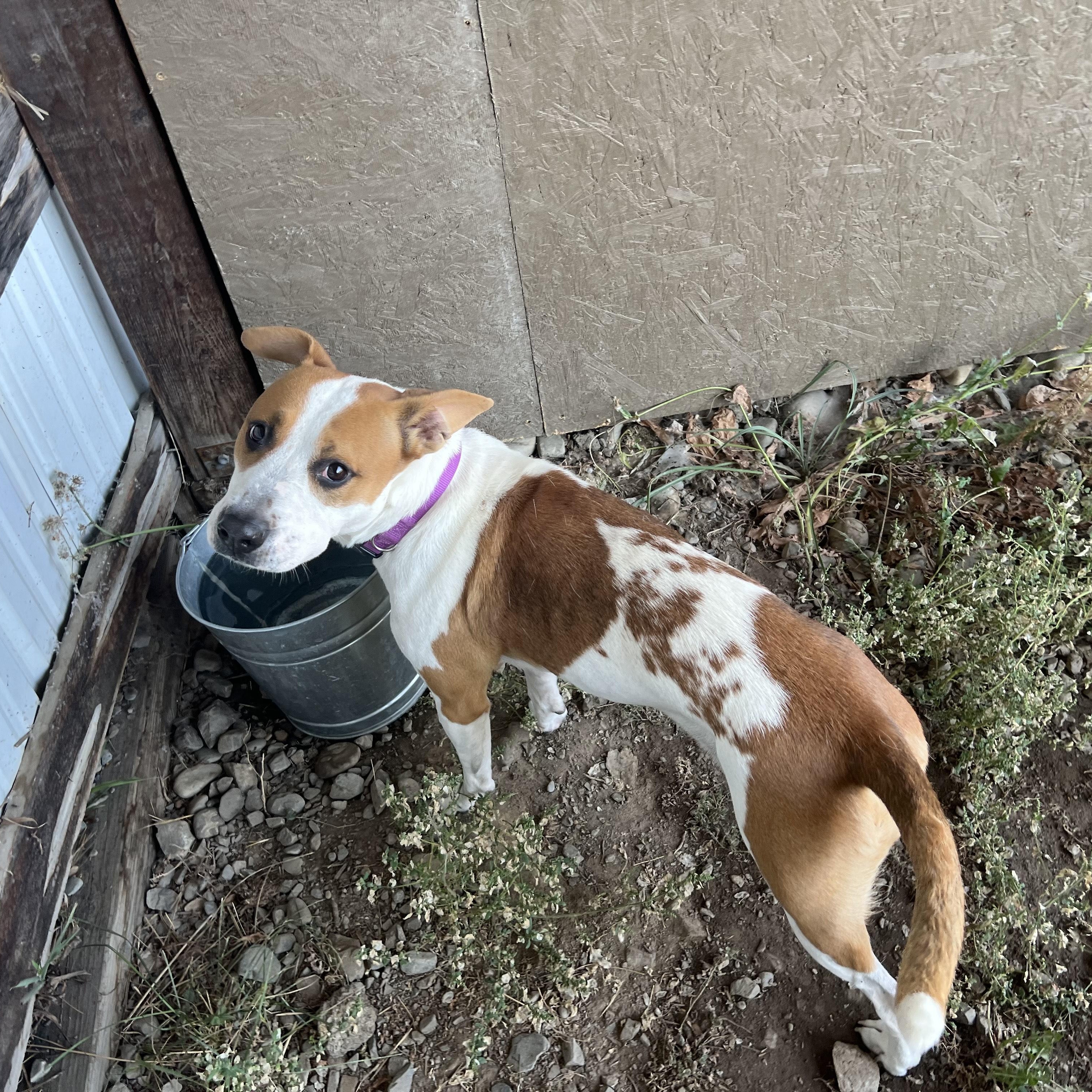 Ivy, a Adoptable mixed breed in Bonners Ferry, ID image 3/5