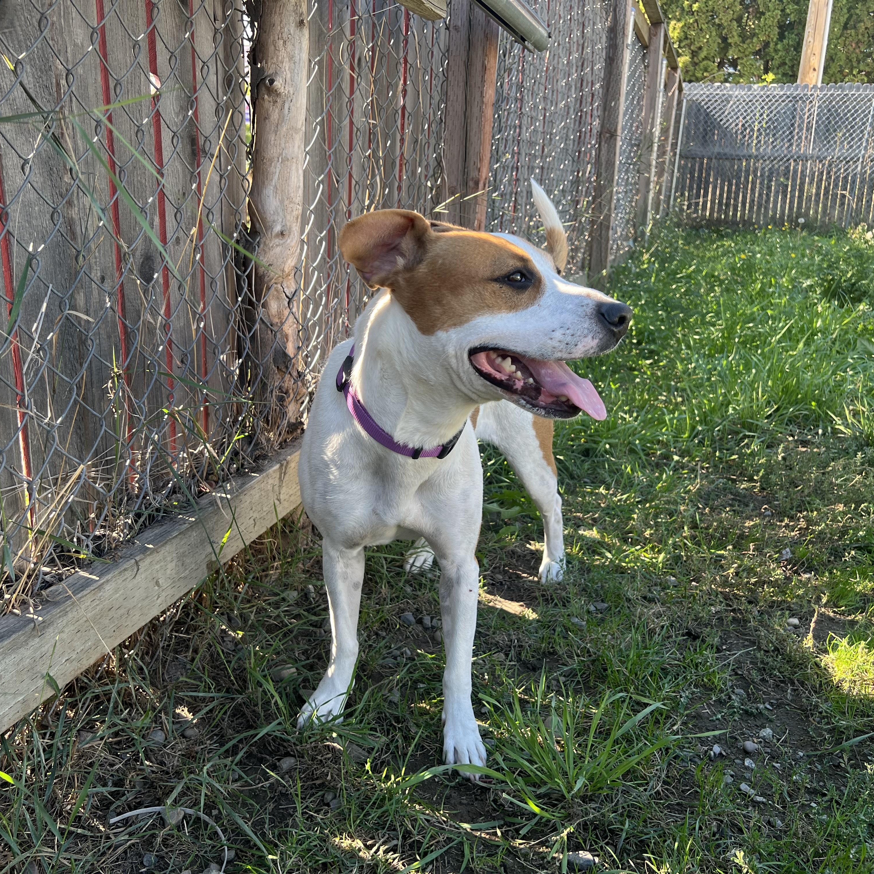 Ivy, an adoptable Beagle, Pit Bull Terrier in Bonners Ferry, ID, 83805 | Photo Image 4