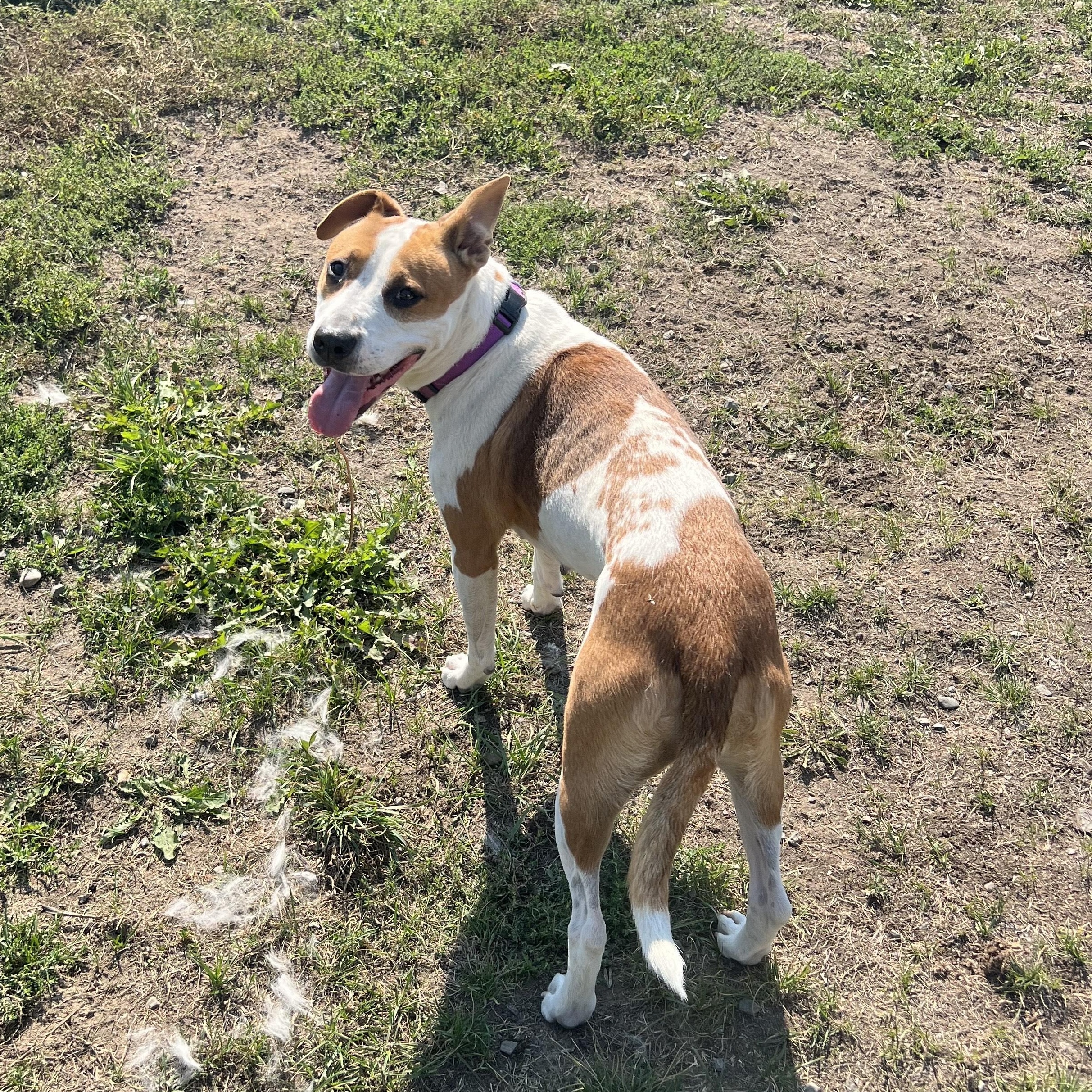 Ivy, an adoptable Beagle, Pit Bull Terrier in Bonners Ferry, ID, 83805 | Photo Image 5