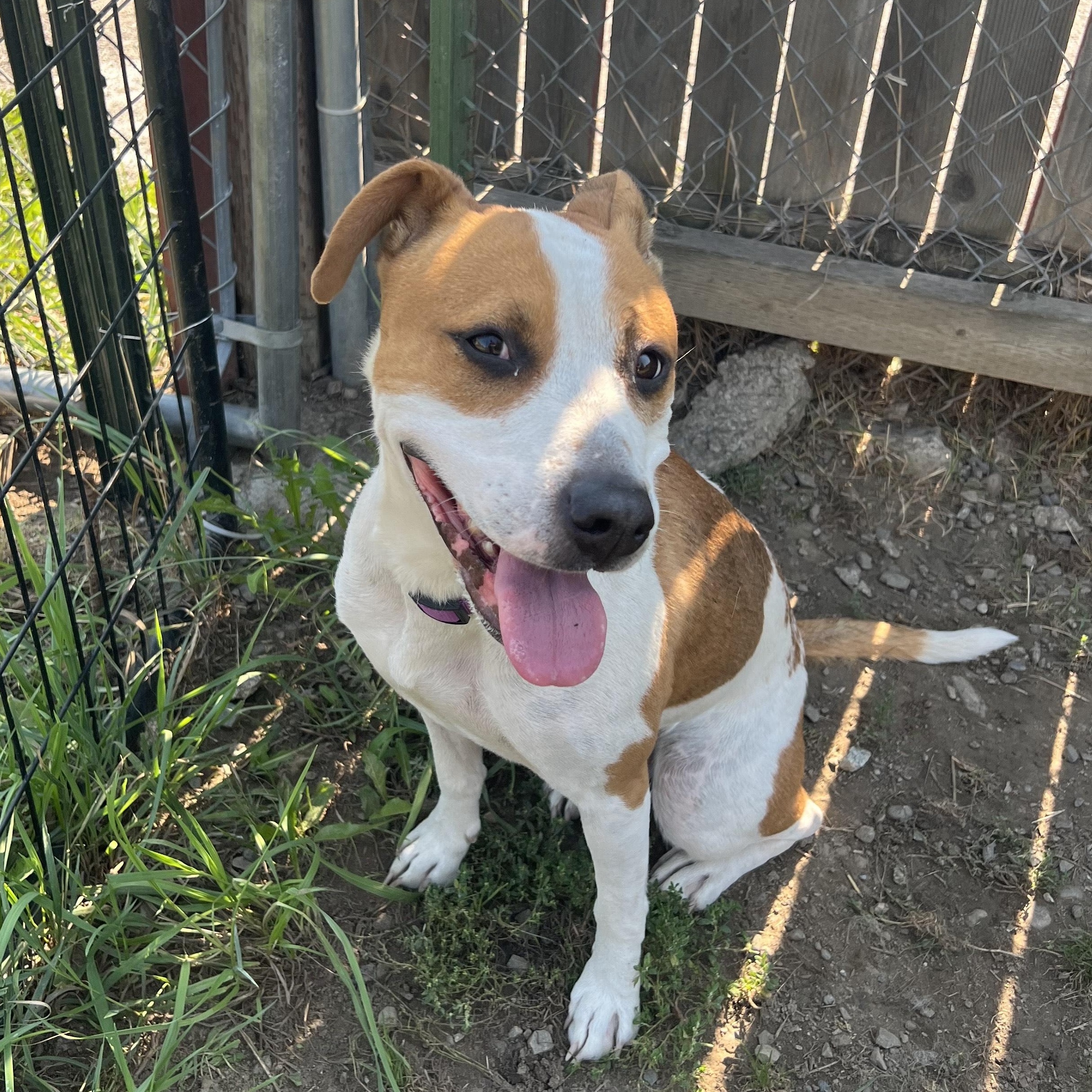 Ivy, Adoptable, Adult Female Jack Russell Terrier & Beagle.