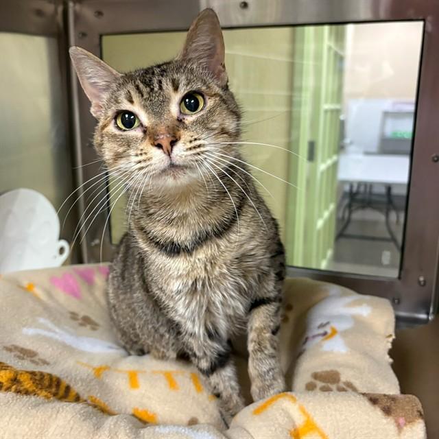 MARIPOSA, Adoptable, Adult Female Domestic Short Hair.