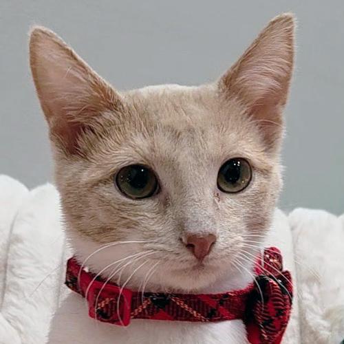 Todd, adopted, Kitten Male Domestic Short Hair.