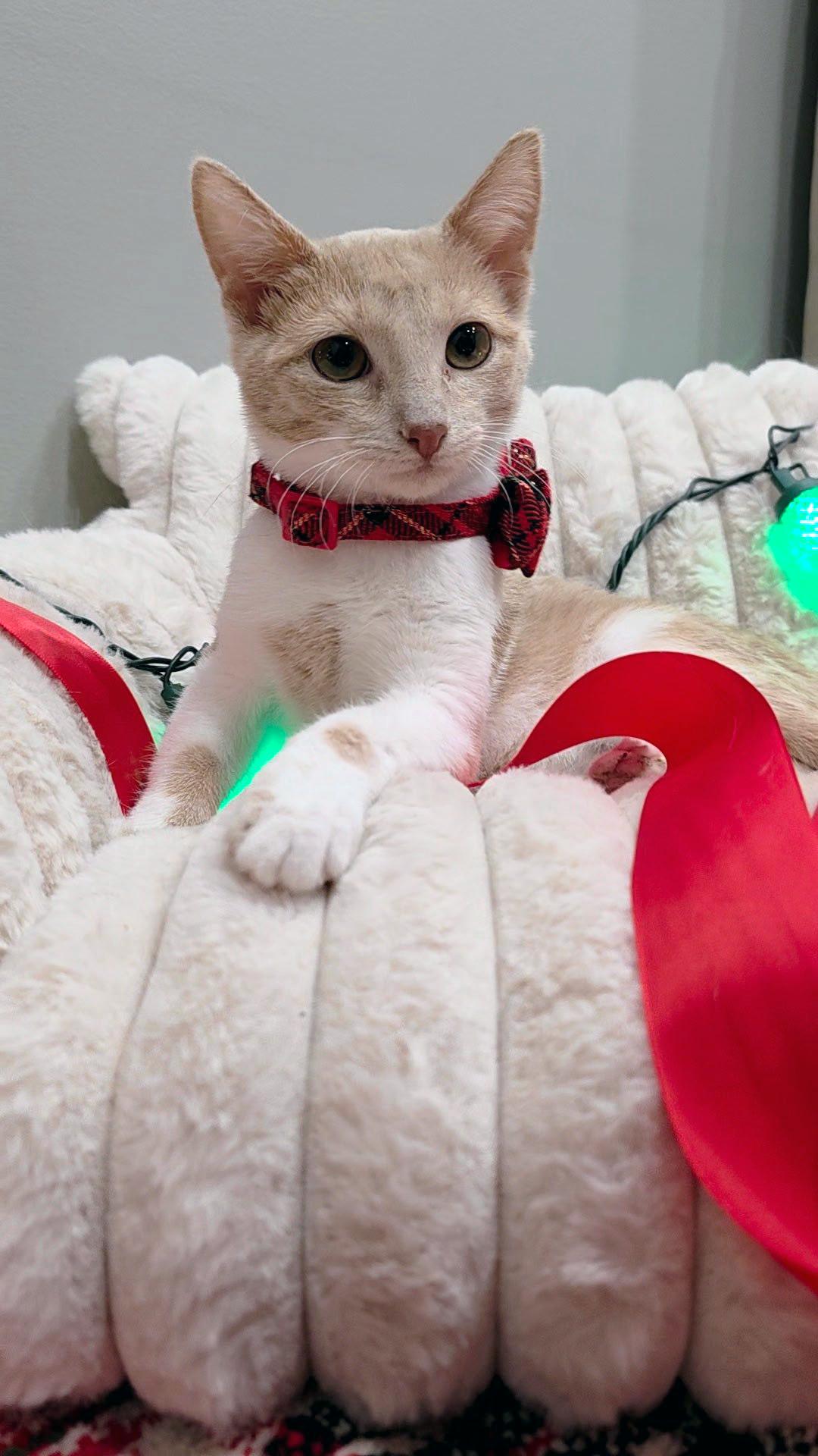 Enlarge Todd, an adopted Domestic Short Hair in Crystal Lake, IL image 2/2