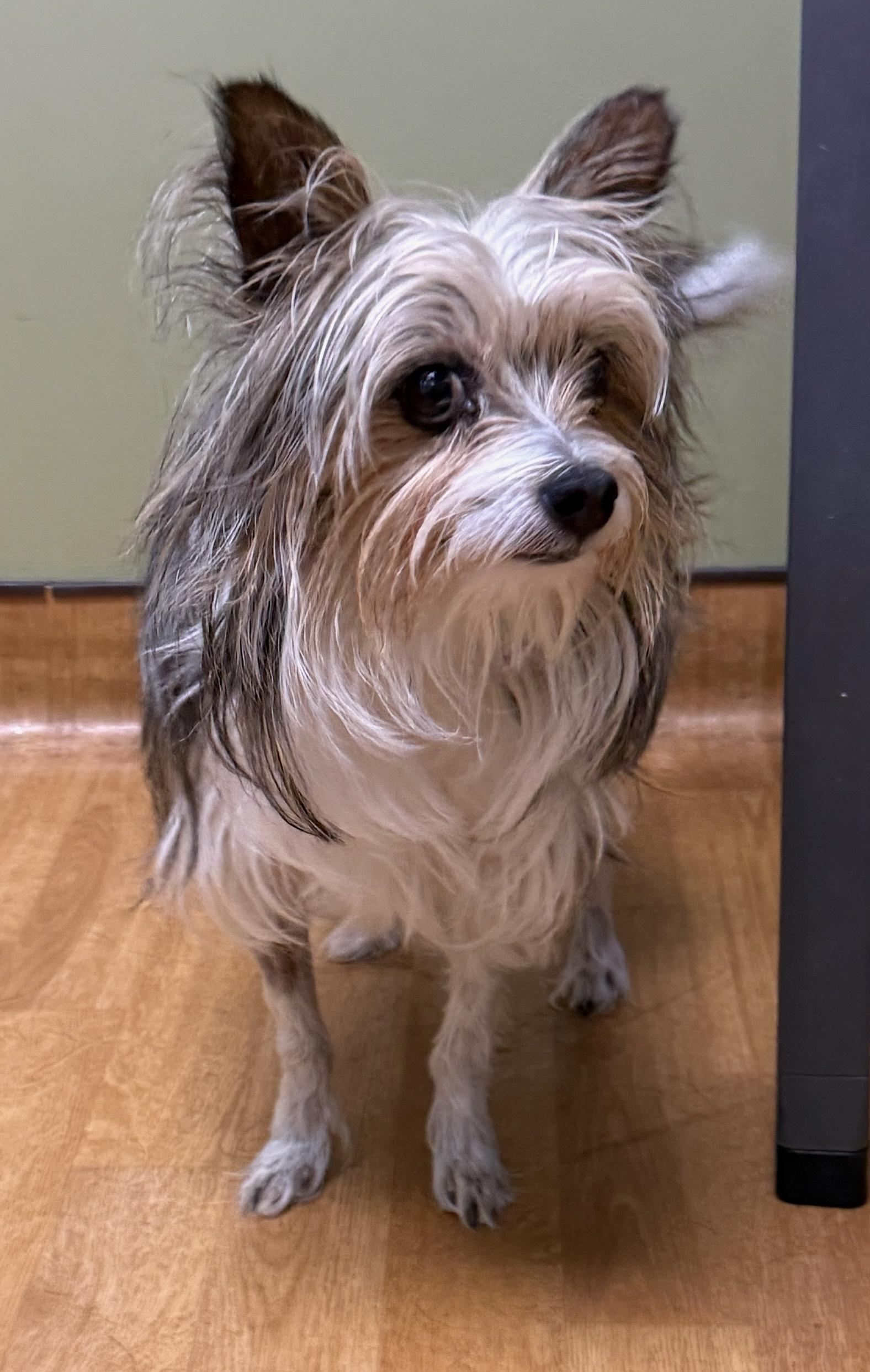 Sunni, a ADOPTABLE Yorkshire Terrier in Mount Airy, NC image 3/5