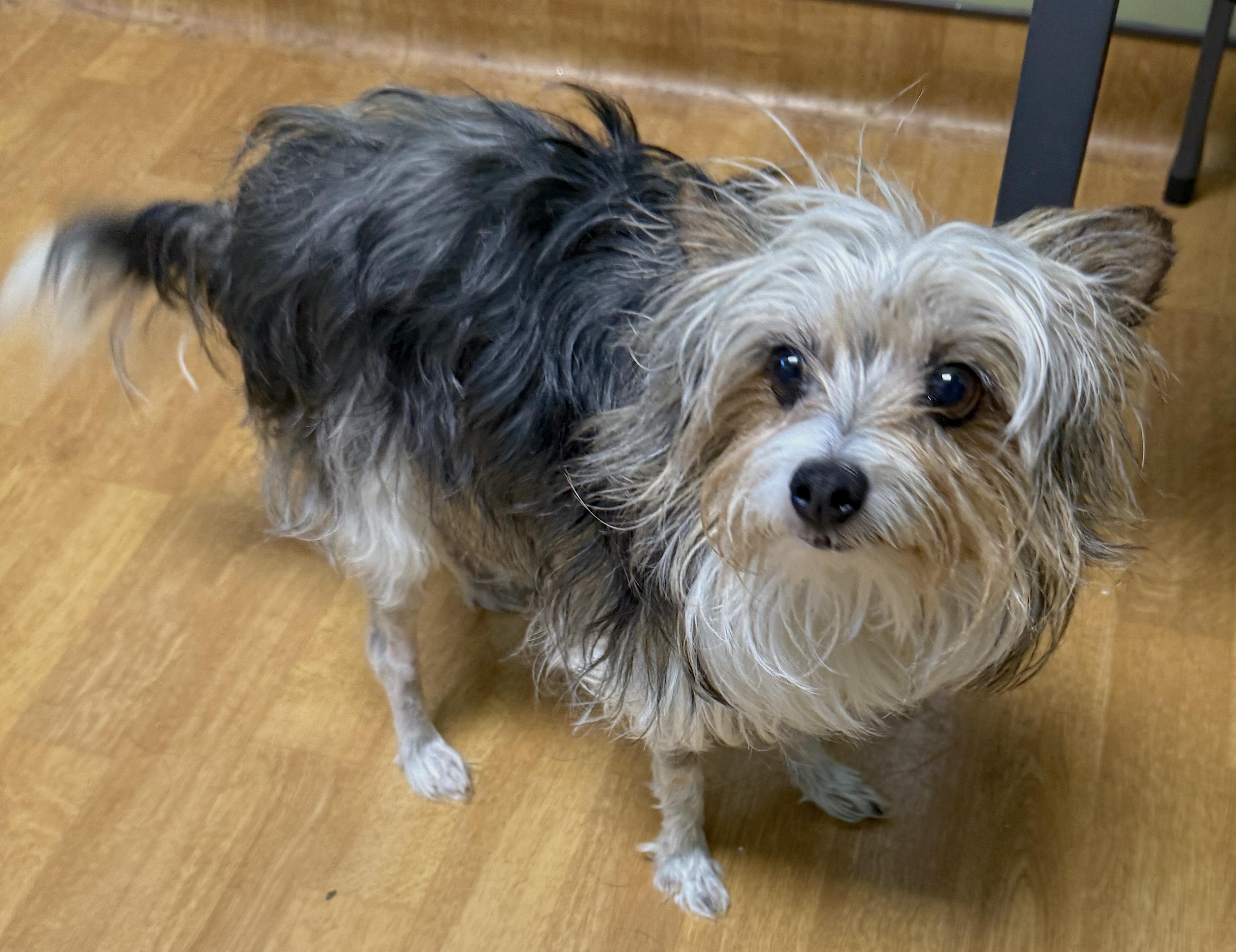 Sunni, a ADOPTABLE Yorkshire Terrier in Mount Airy, NC image 1/5