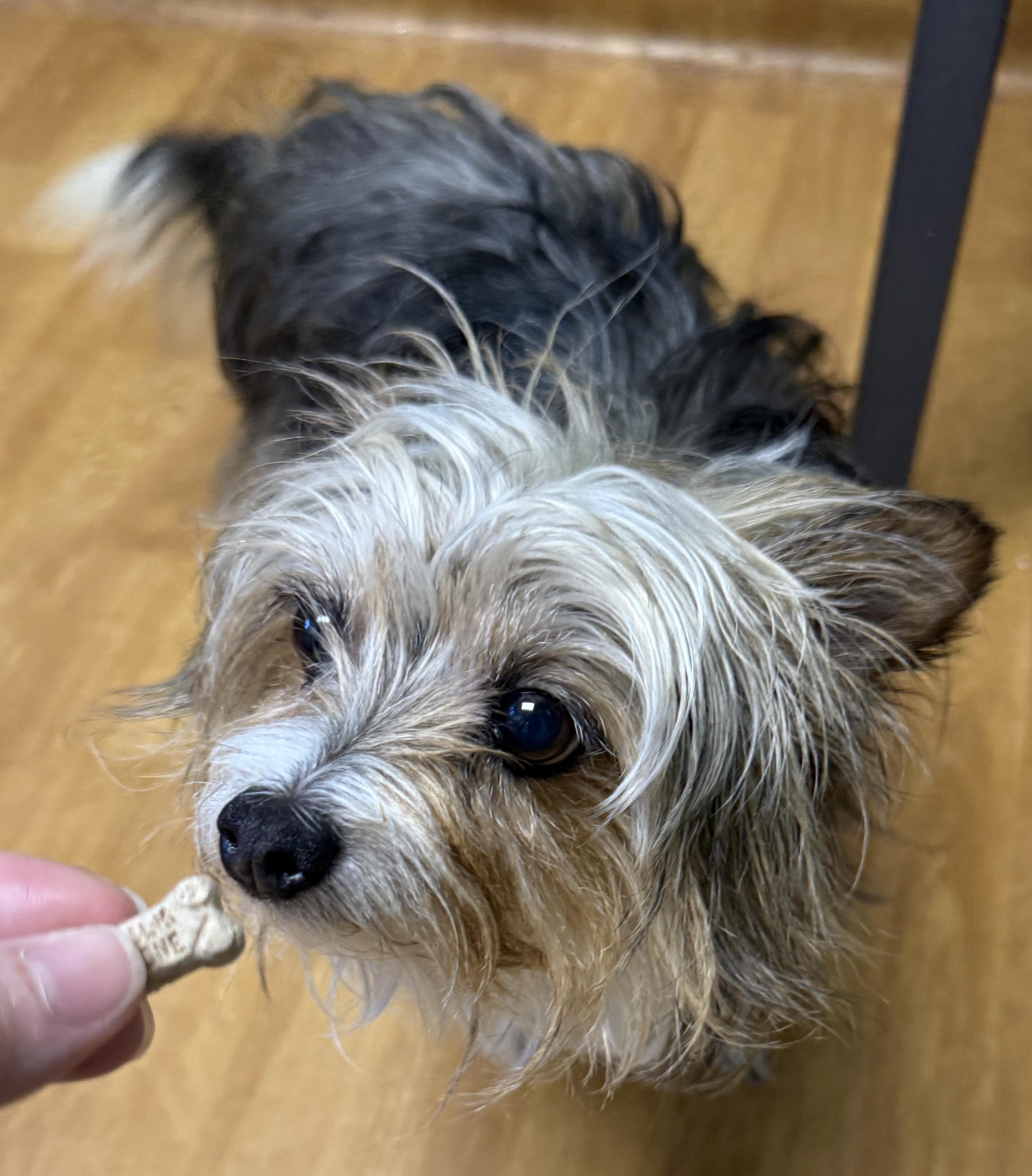 Sunni, a ADOPTABLE Yorkshire Terrier in Mount Airy, NC image 4/5