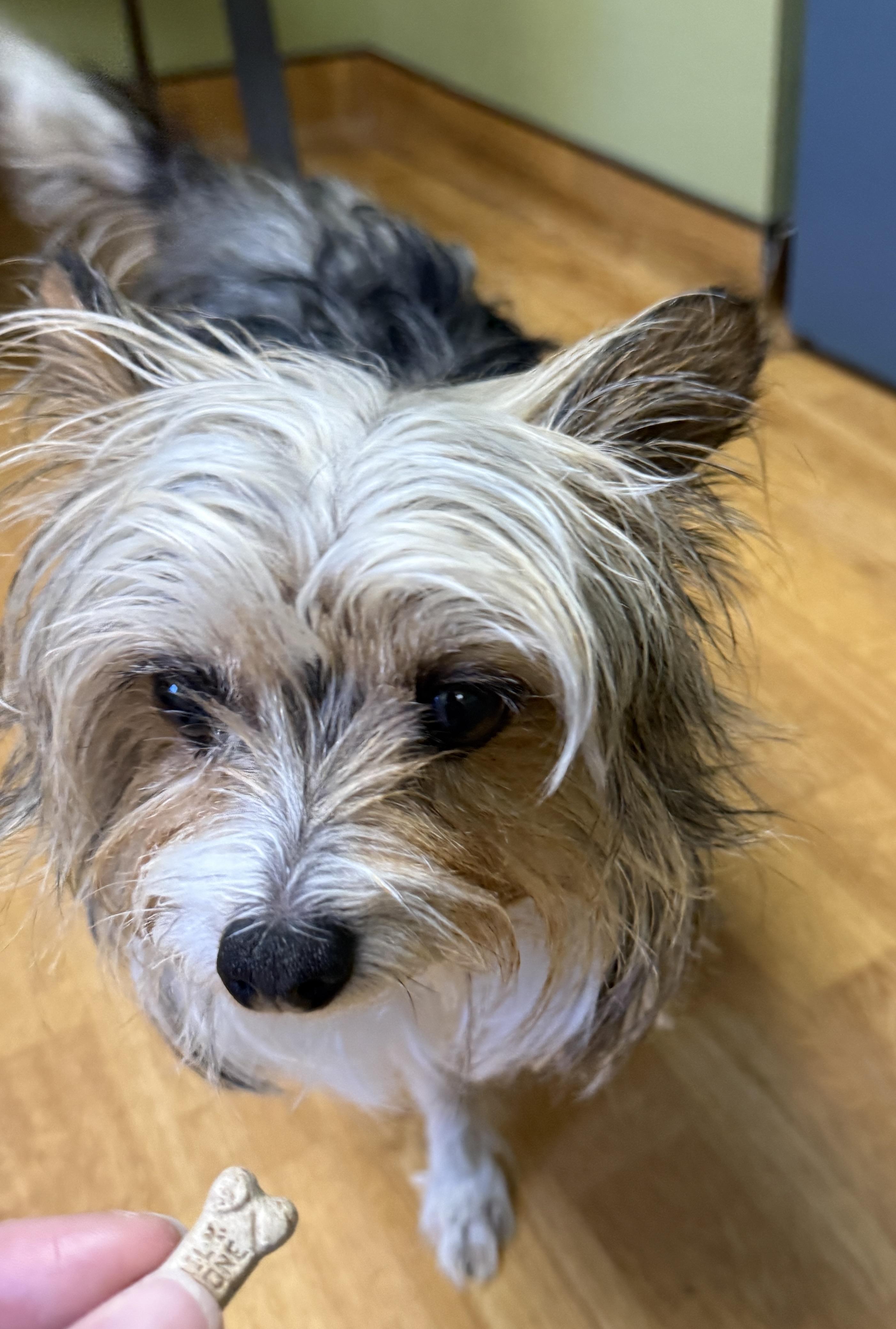 Sunni, a ADOPTABLE Yorkshire Terrier in Mount Airy, NC image 5/5